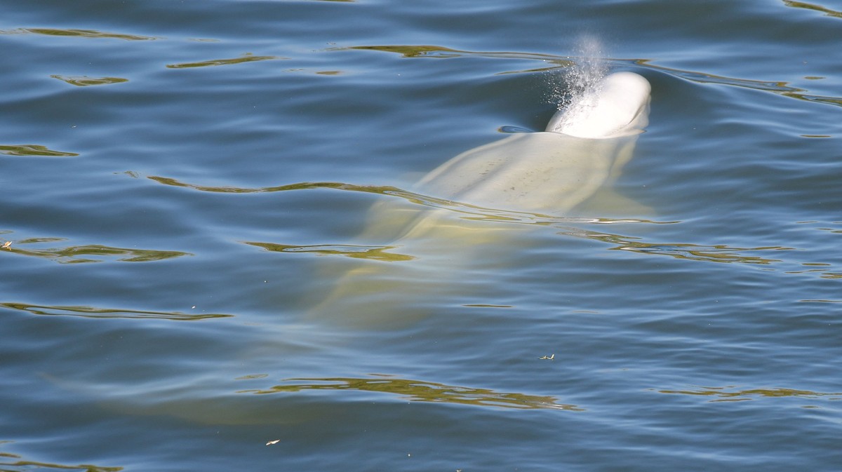 Rescuers Are Desperately Trying to Save a Whale Stranded in the River Seine