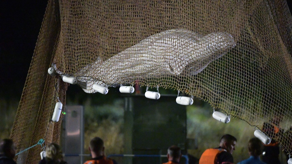 Beluga Whale Stranded in French River Dies During Rescue Attempt