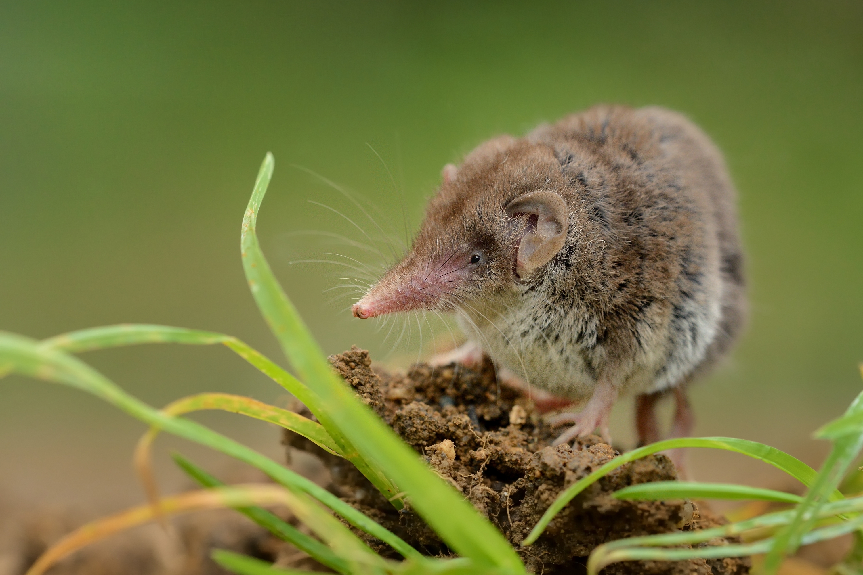 A New Virus From Shrews Has Infected Dozens in China, Researchers Found