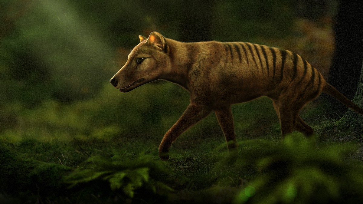 Scientists, A Startup, And the Hemsworths Are Trying to 'De-Extinct' the Tasmanian Tiger
