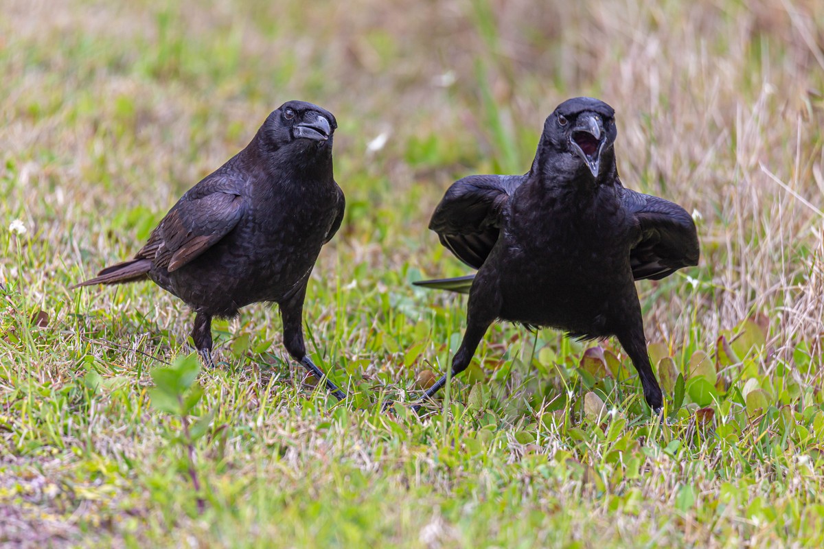 I corvi sono cattivi o intelligenti? Abbiamo indagato