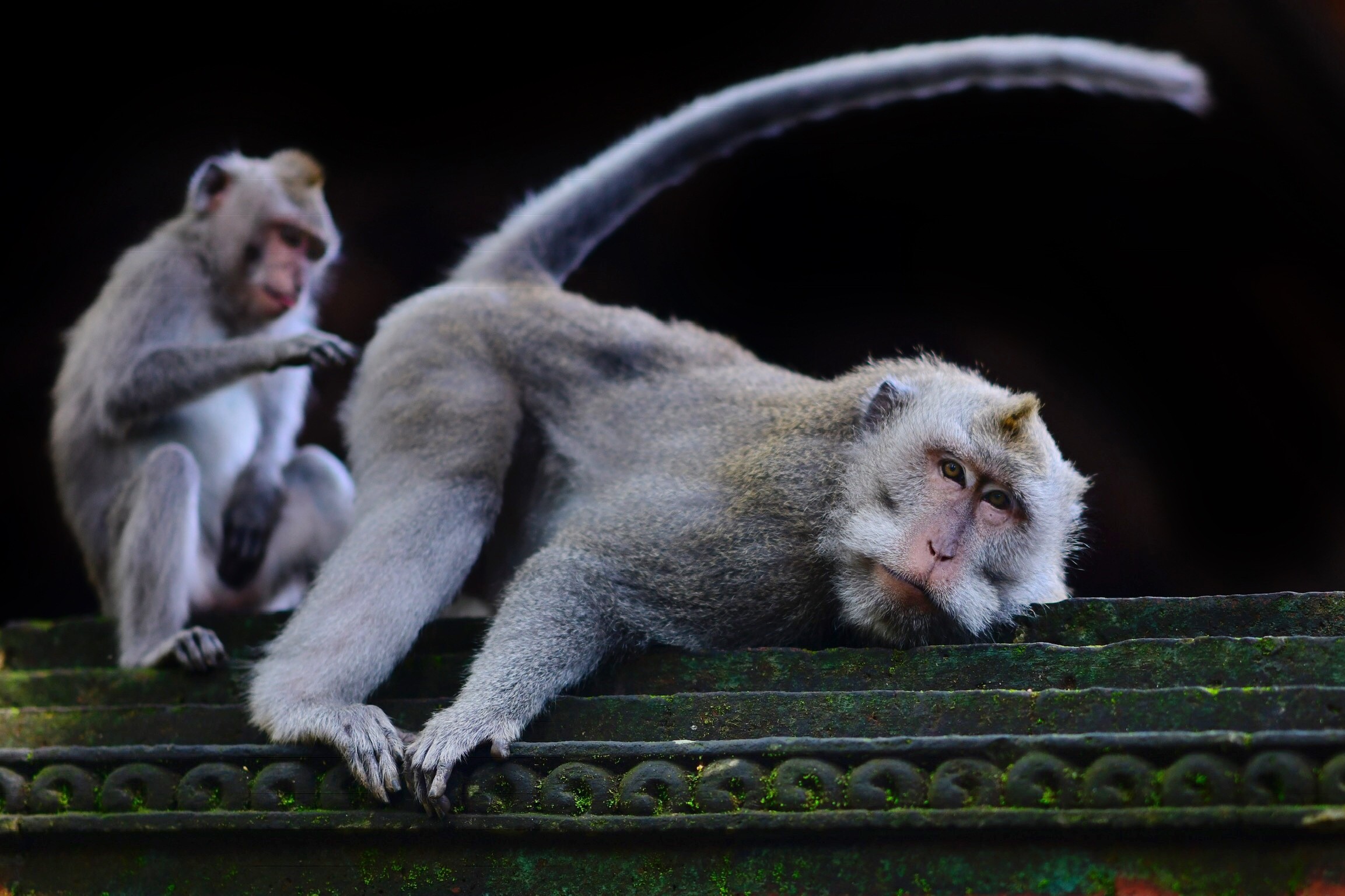 Monkeys Are Masturbating With Stone Sex Toys, Researchers Find