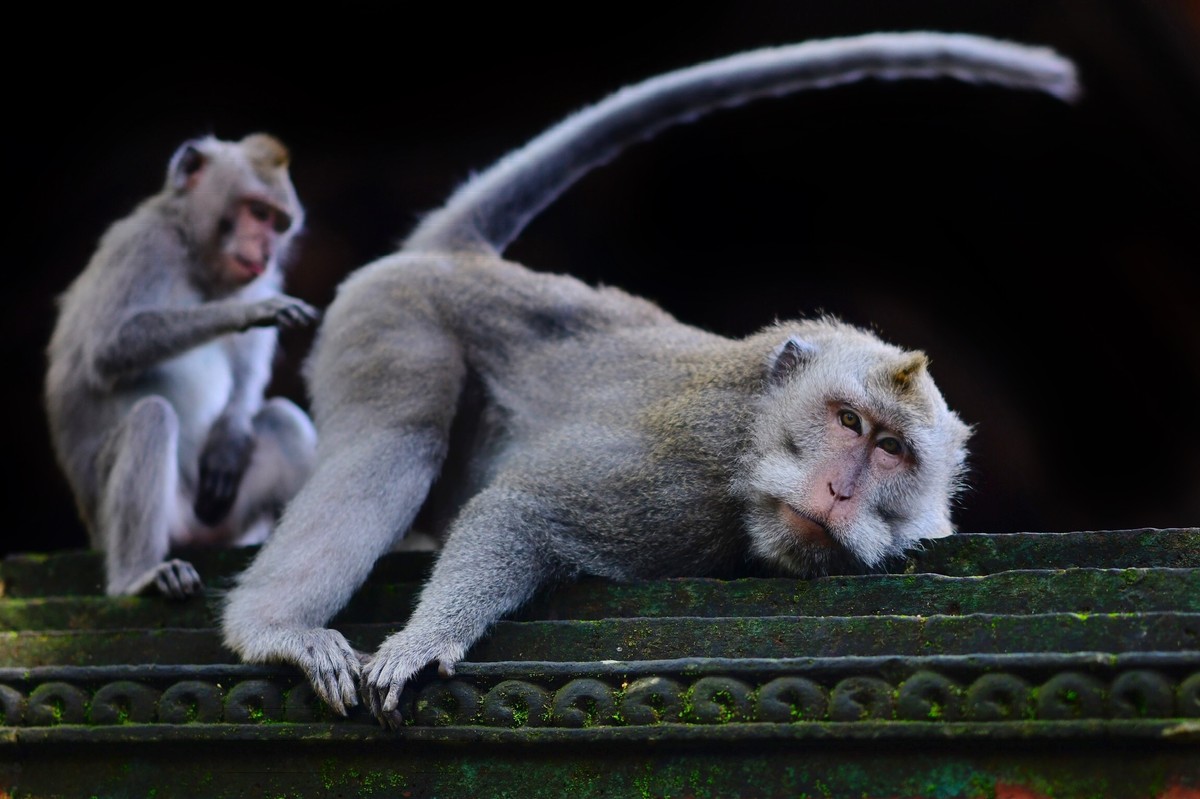 Monkeys Are Masturbating With Stone Sex Toys Researchers Find