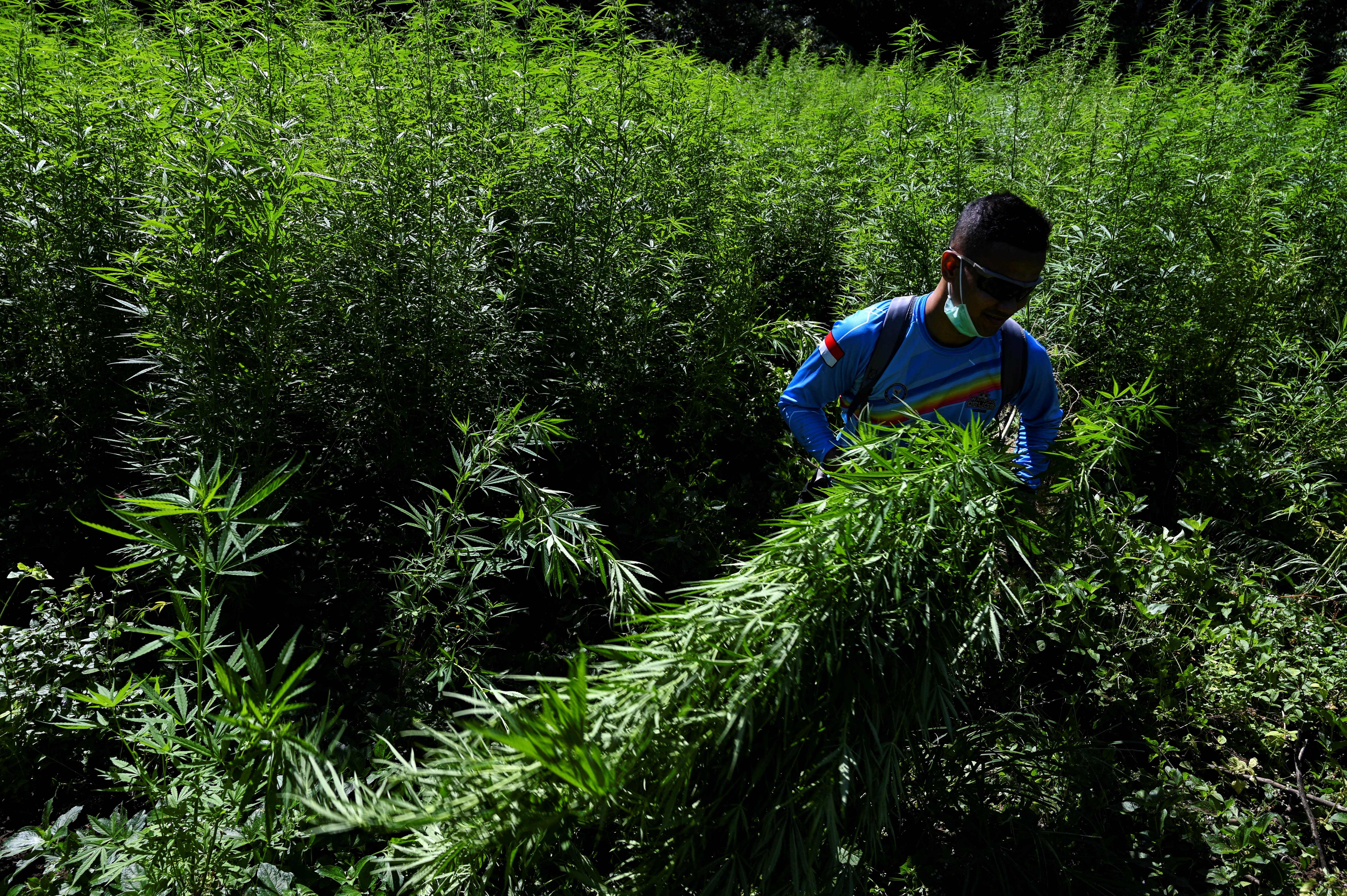 DPR Aceh Berencana Susun Perda Legalisasi Ganja Medis Di Wilayahnya