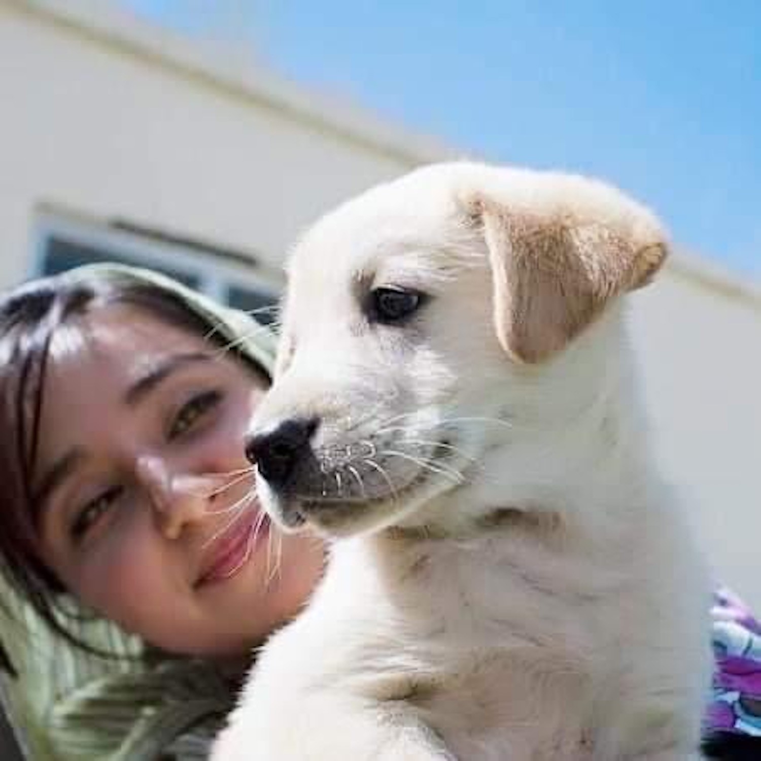 Hundreds of Pets Got Out of Afghanistan. Their Rescuers Didn't. Hundreds of Pets Got Out of Afghanistan. Their Rescuers Didn't.