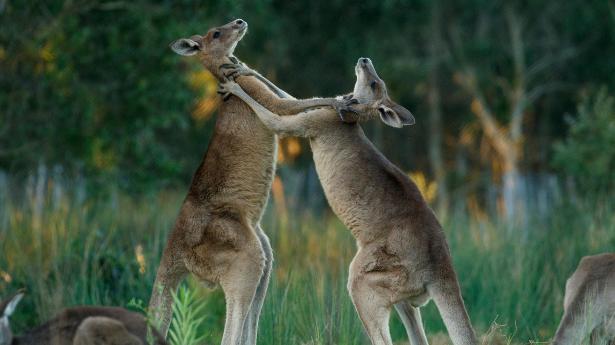Canguro mascota en Australia mata a su dueño e impide que los paramédicos lo salven