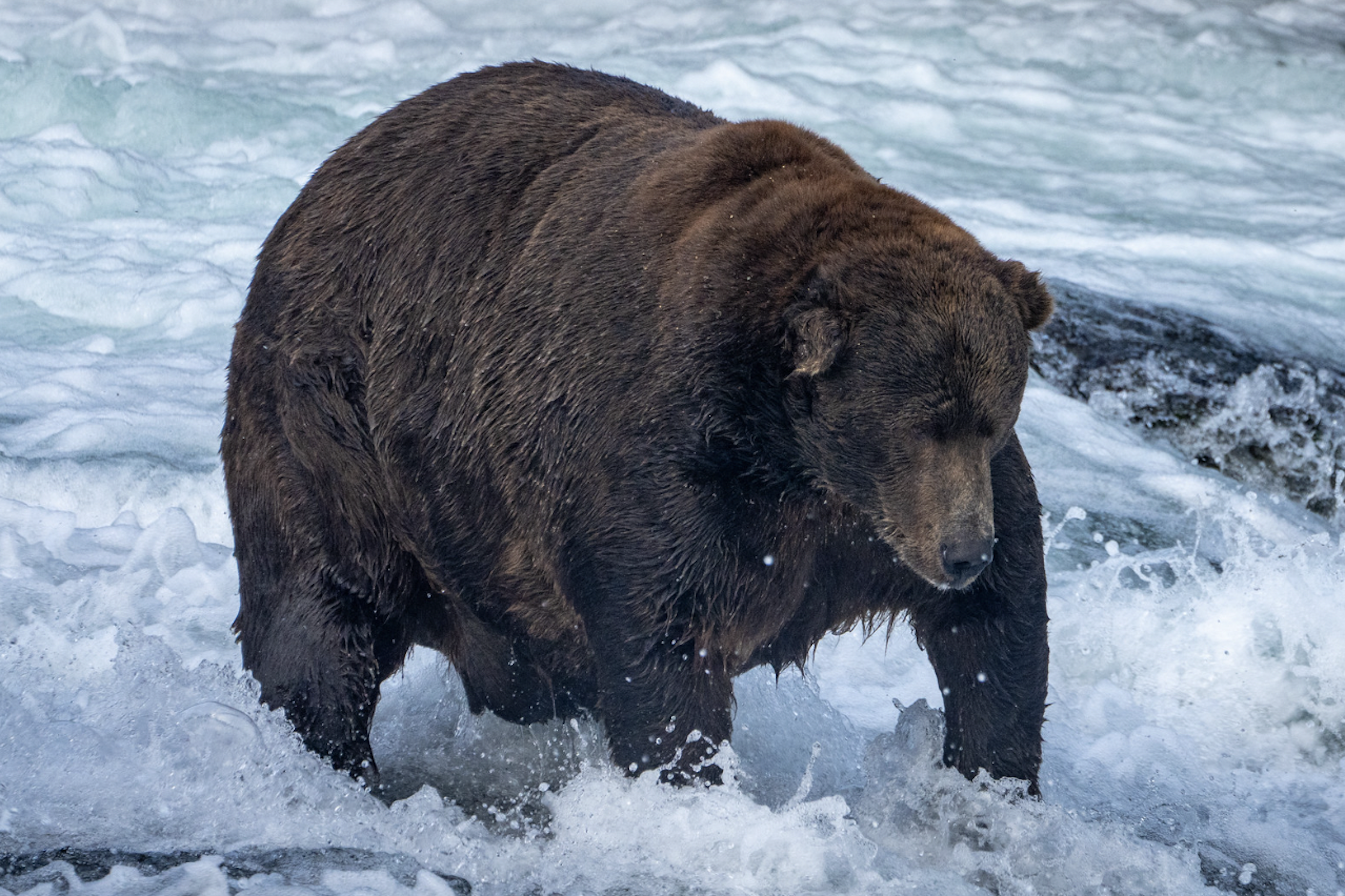 Fat Bear Week 2024 Winner Binny Cheslie