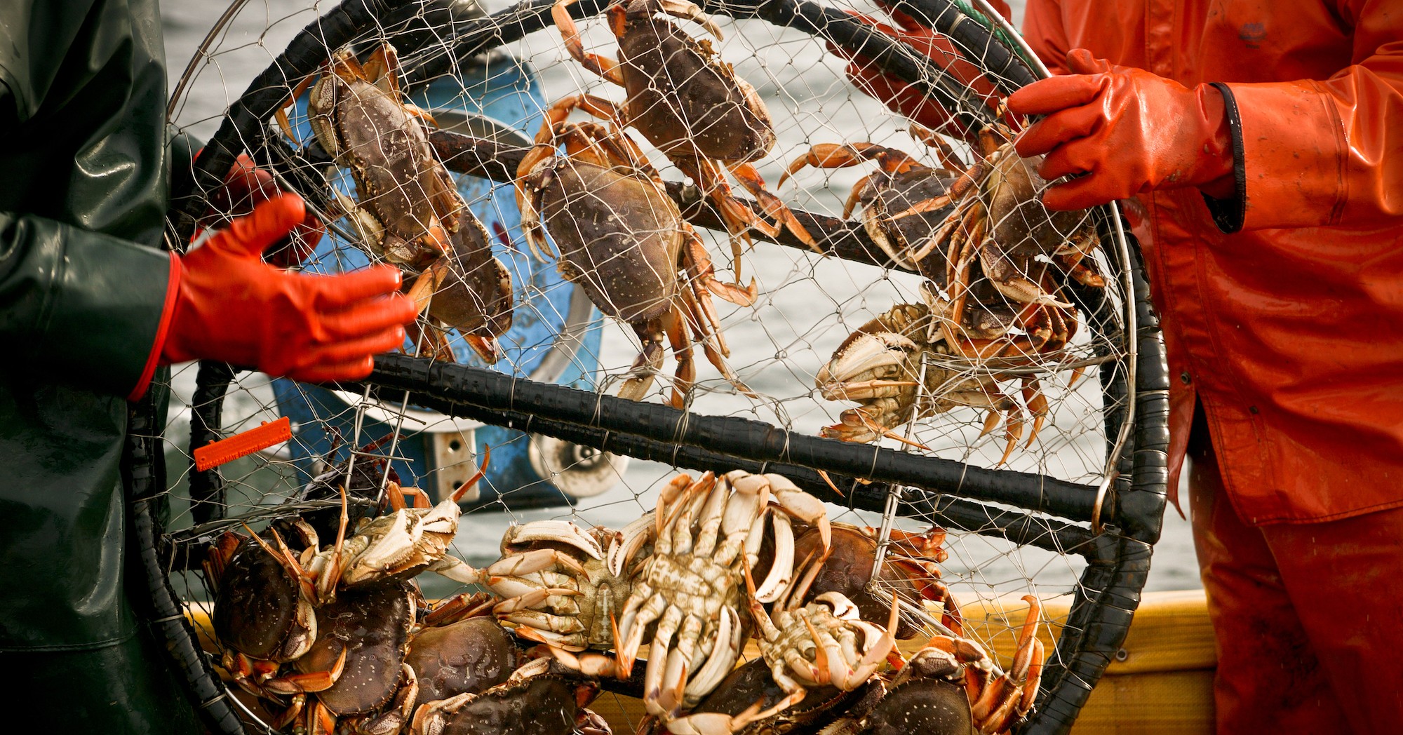 Alaska Canceled Snow Crab Season for the First Time Ever Because All the  Crabs Are Gone