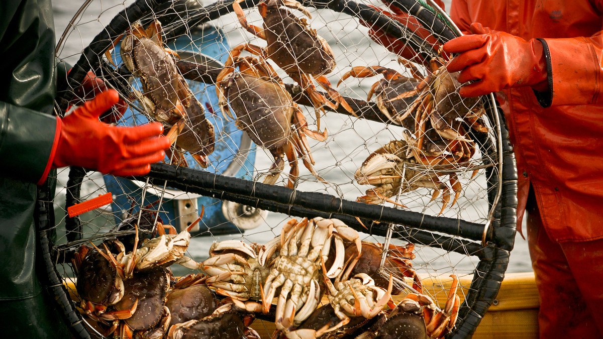 Alaska Canceled Snow Crab Season for the First Time Ever Because All