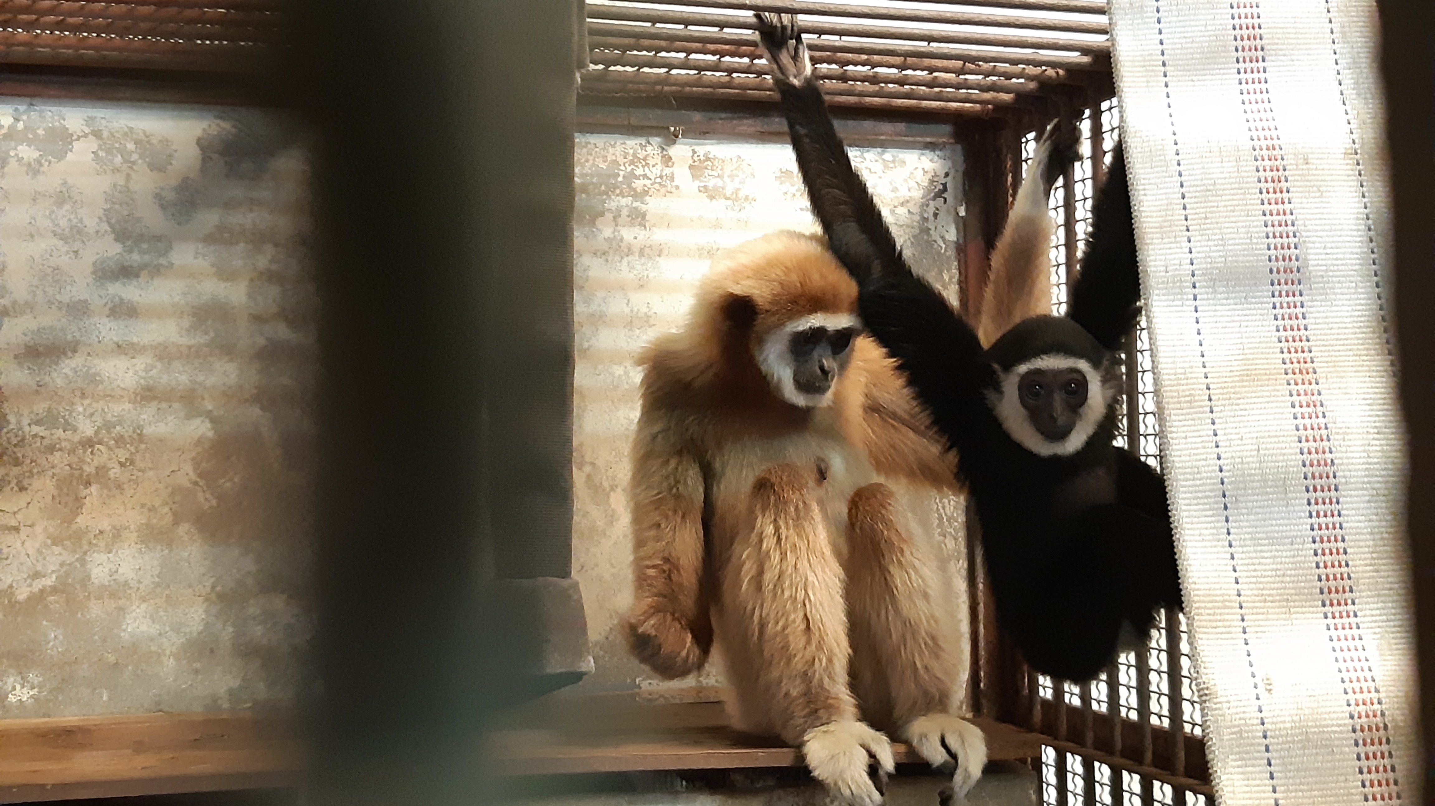 Atlantische Oceaan De gasten steek Zookeepers Say They've Solved the Mystery of How a Gibbon Got Pregnant by  Herself