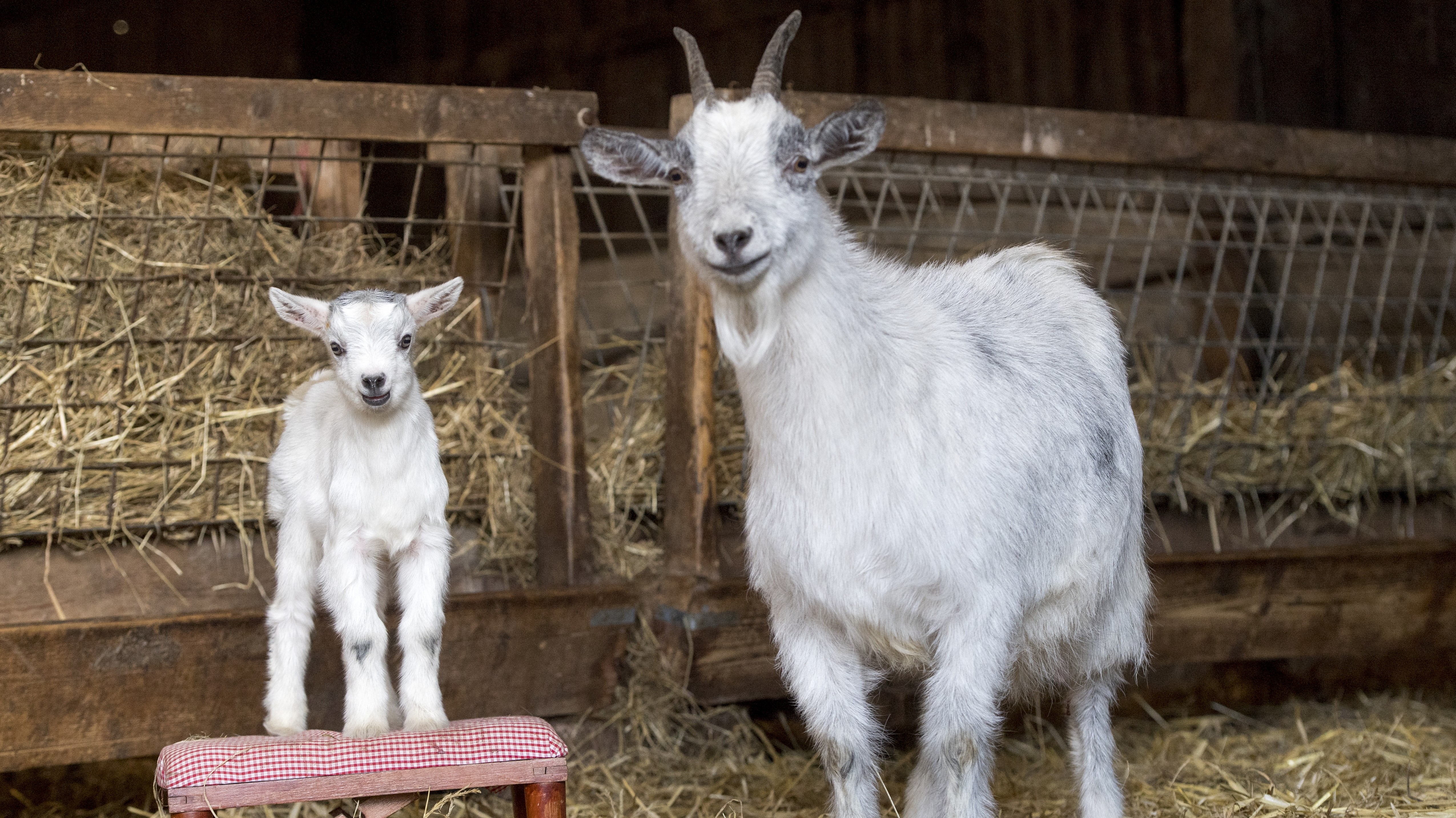 Zoo Director Killed 4 Rare 'Pygmy' Goats and Served Them at a Party Zoo Director Killed 4 Rare 'Pygmy' Goats and Served Them at a Party