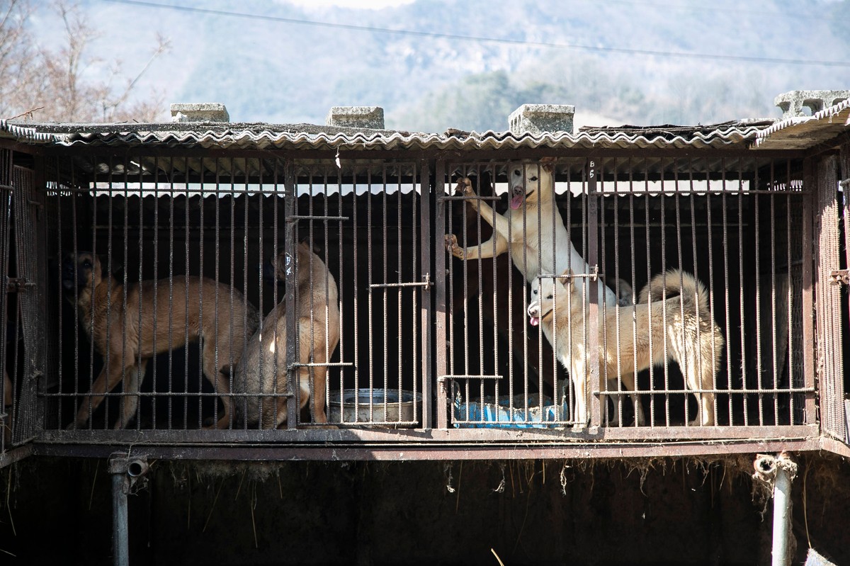 We Visited a Dog Meat Farm in South Korea and Spoke to Its Owner