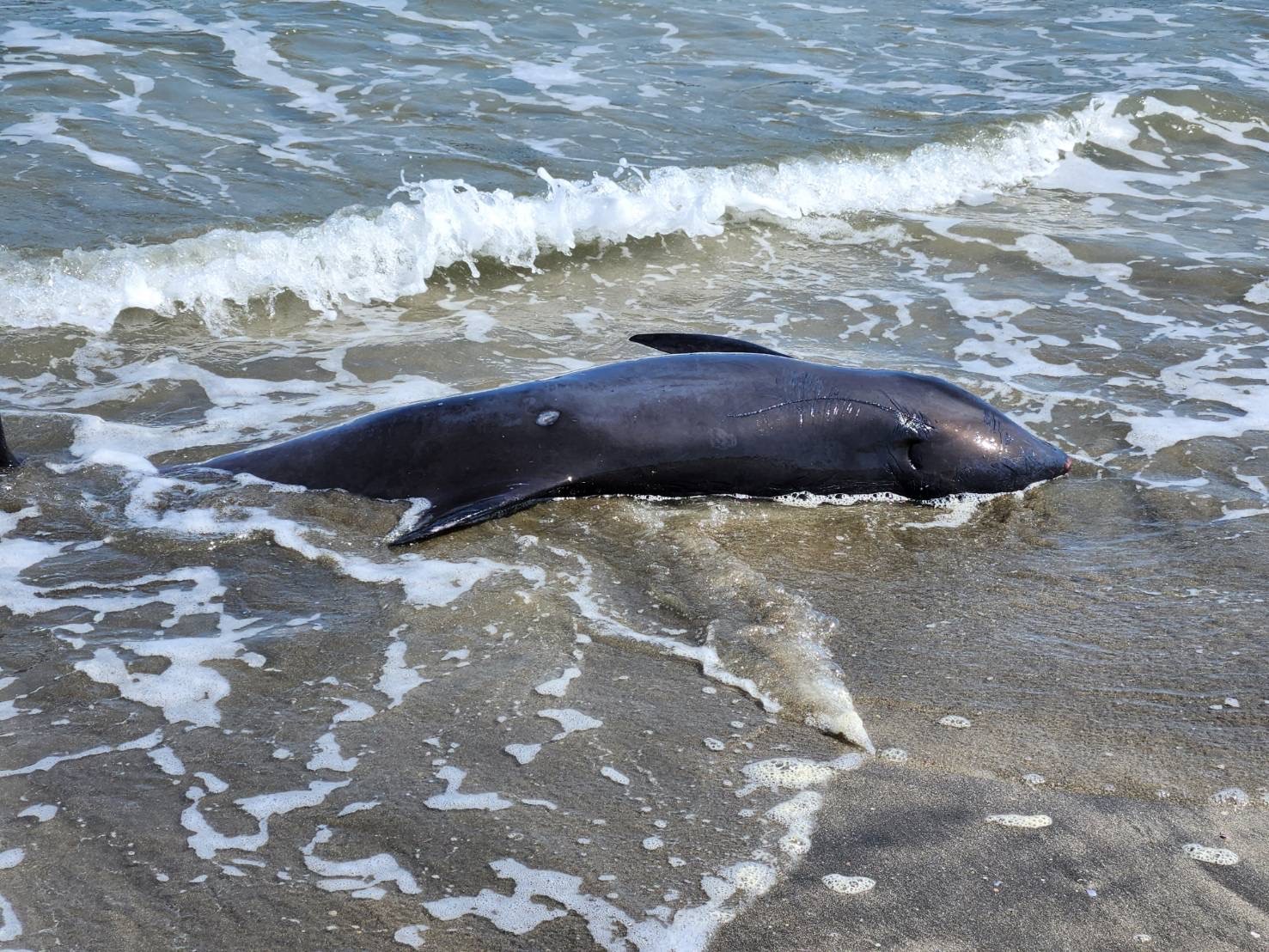 Decapitated dolphins found washed up with 'JUAN' carved into their bodies  on Spanish beaches