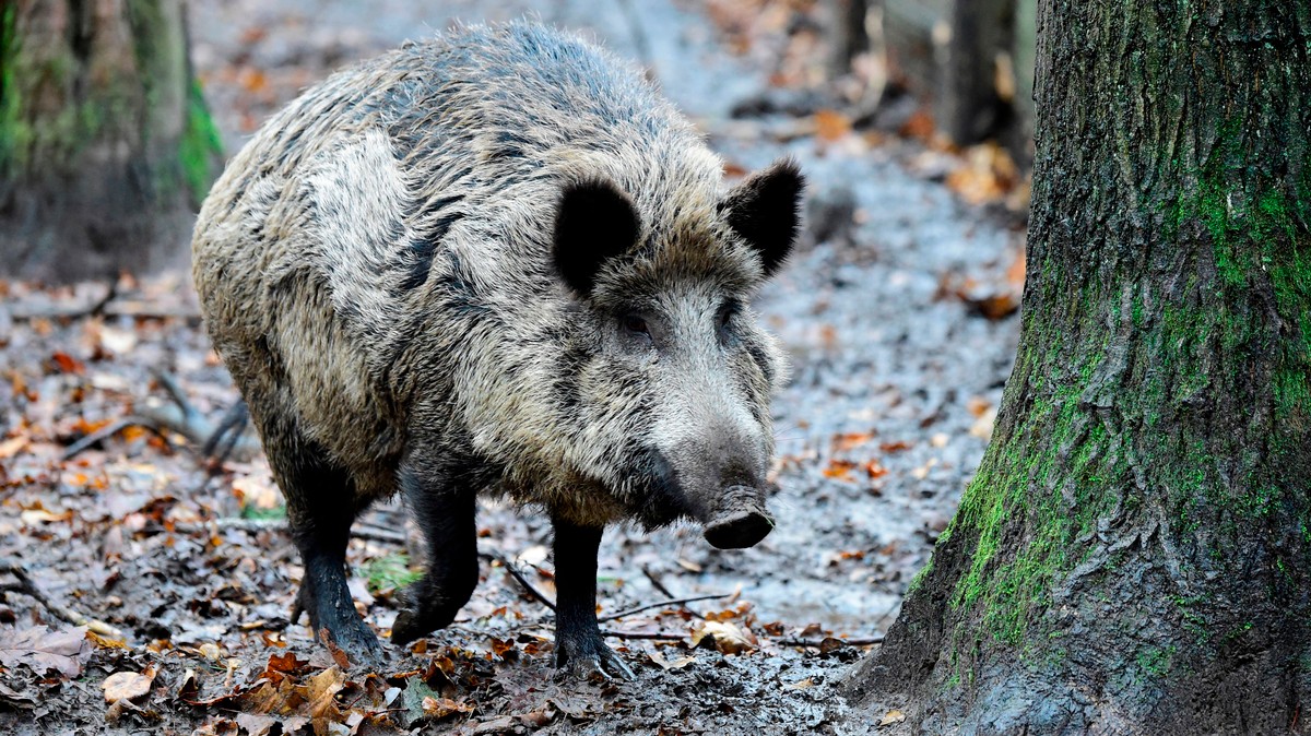 Nuclear Weapons Turned Wild Boars Into an Irradiated Menace, Study Finds