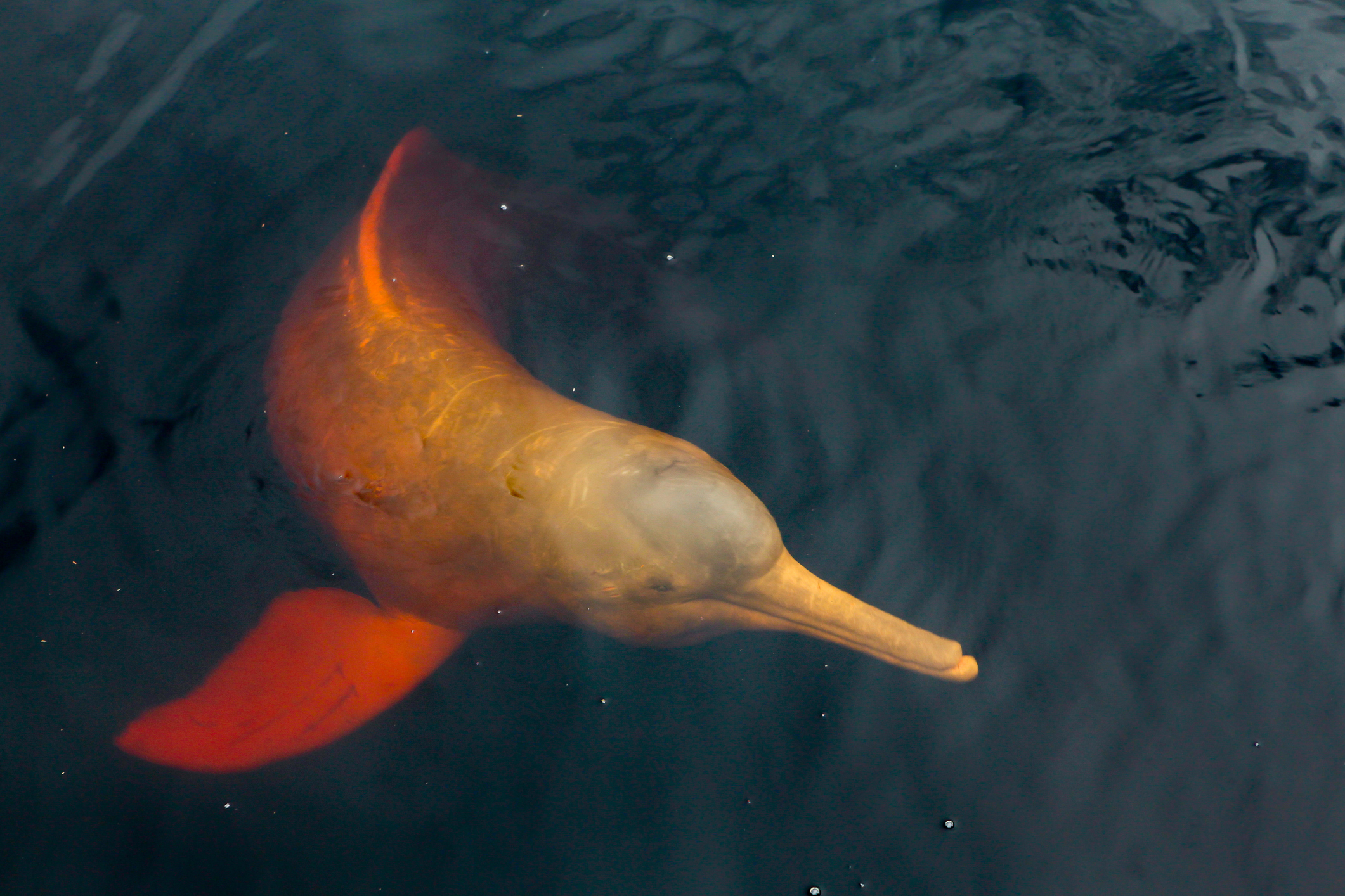 More than 100 dolphins dead in  as water hits 102 degrees