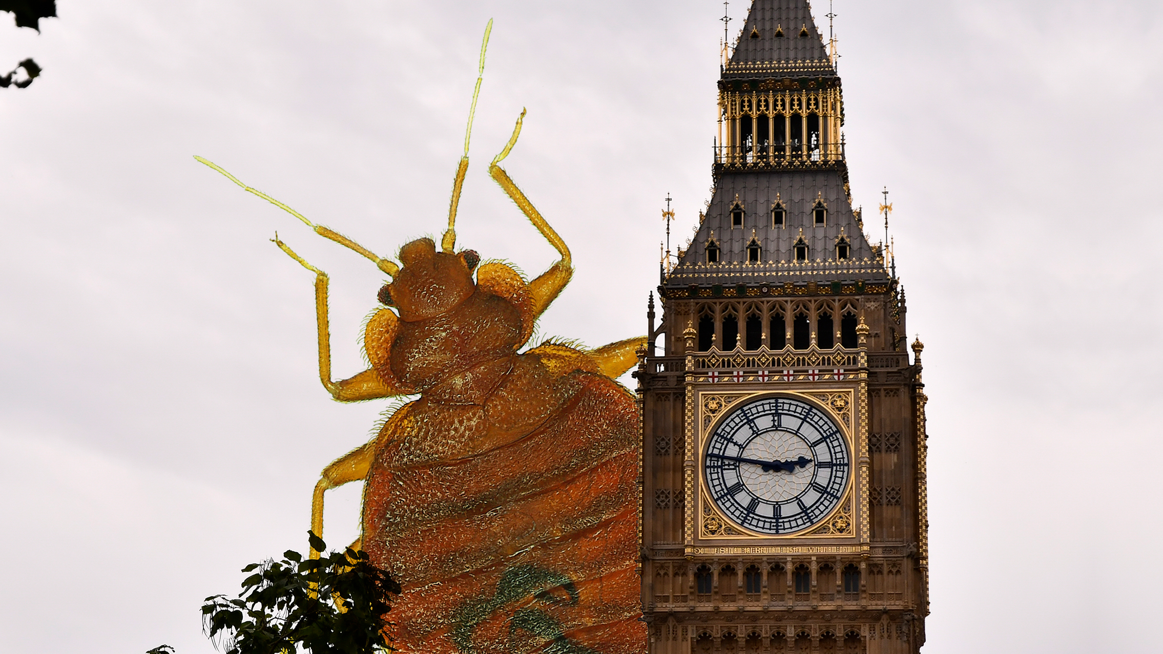 Expert Pest Controllers Myth-Bust The Bed Bug Panic