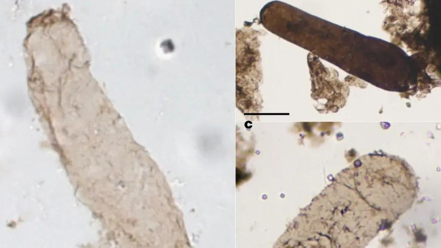 Scientists Just Made A 1.75 Billion-Year-Old Discovery About The Origin ...