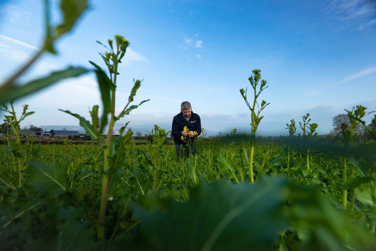 Ireland’s natively produced faba bean could hold the key to feeding