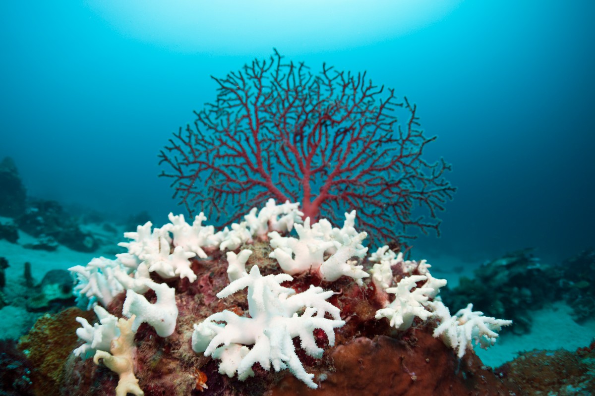 El coral. Белый коралл Санго. Риф коралловый 54546. Большой Барьерный риф коралловые полипы. Коралловые полипы рифы.