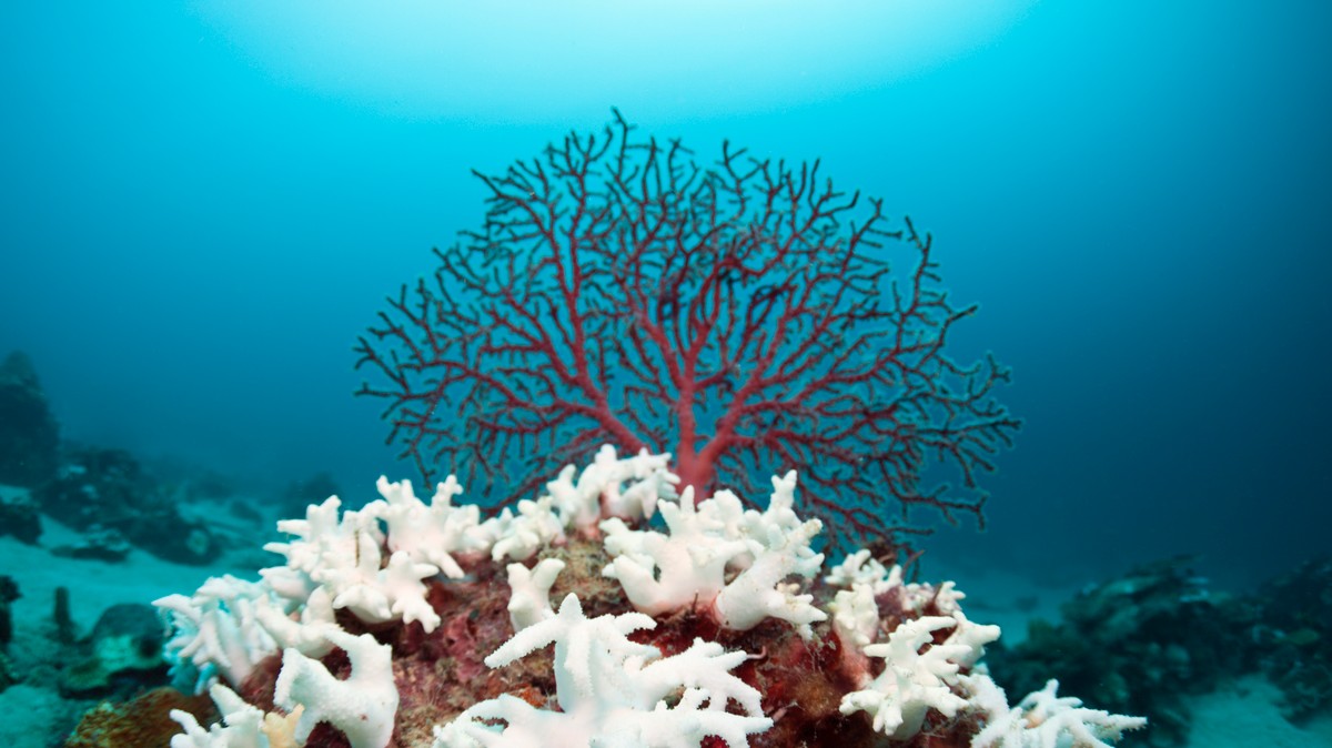 Водоросли кораллы. Белый коралл Санго. Риф коралловый 54546. Большой Барьерный риф коралловые полипы. Коралловые полипы рифы.