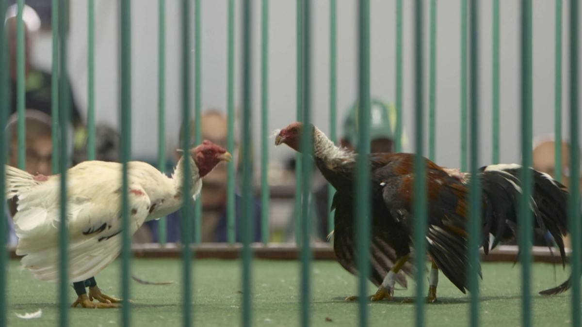 Cockfighting in the Canary Islands