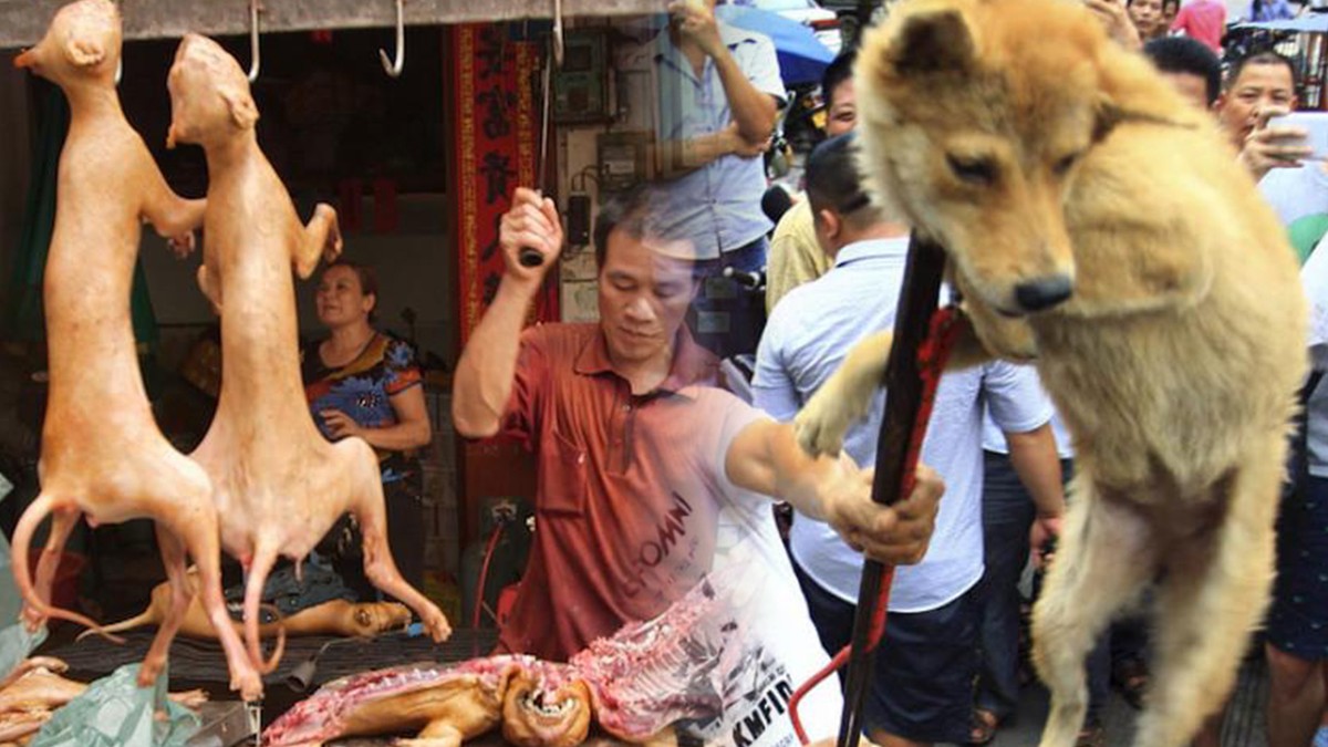 Dining on Dogs in Yulin - VICE Video: Documentaries, Films, News Videos