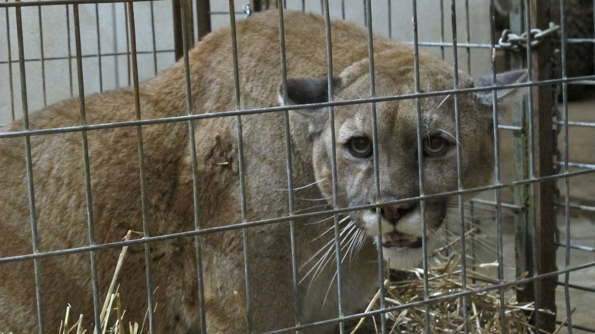 An Inside Look at the Exotic Animal Trade - VICE Video: Documentaries,  Films, News Videos