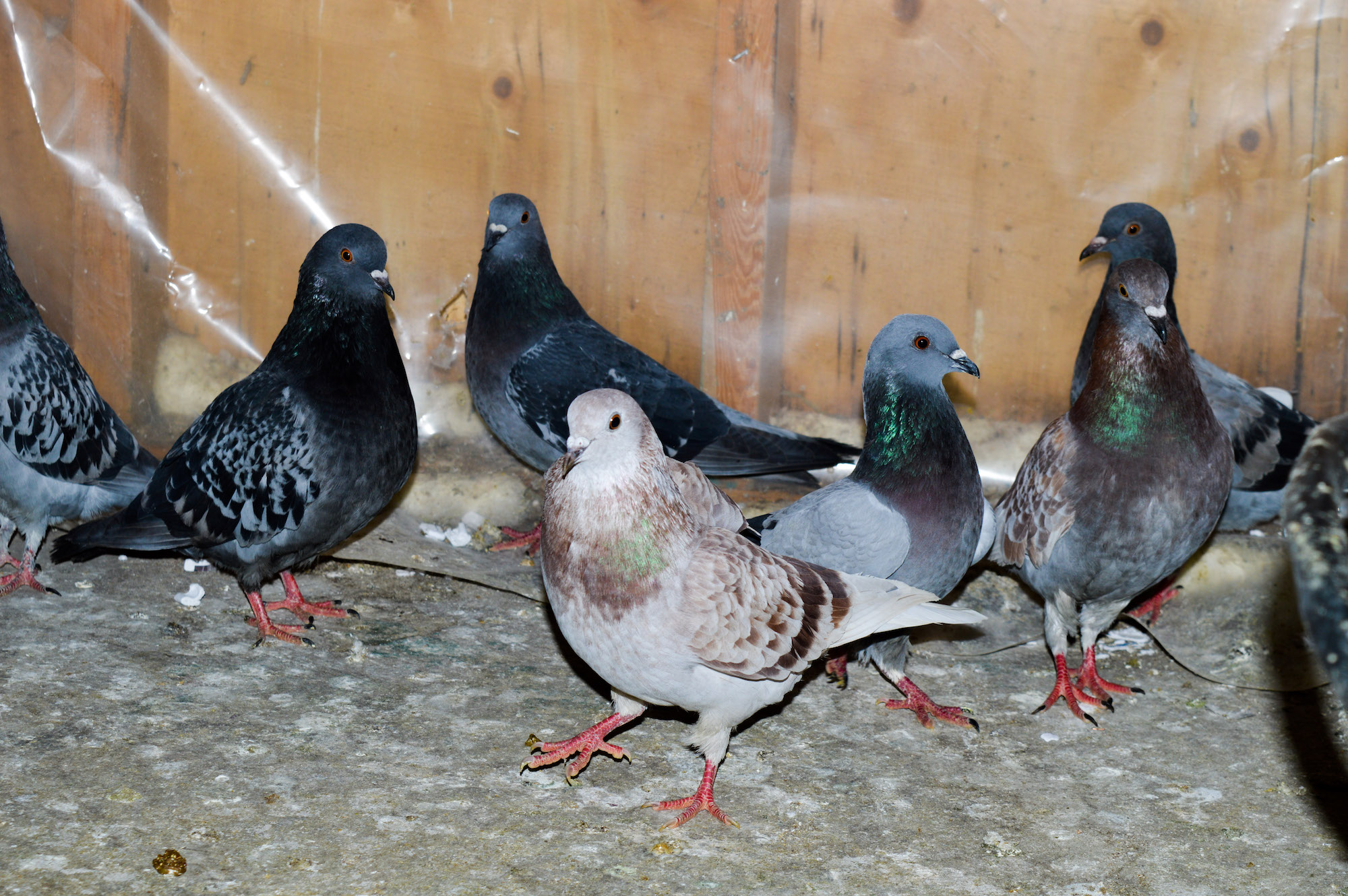 Pigeons in Fagan's backyard.