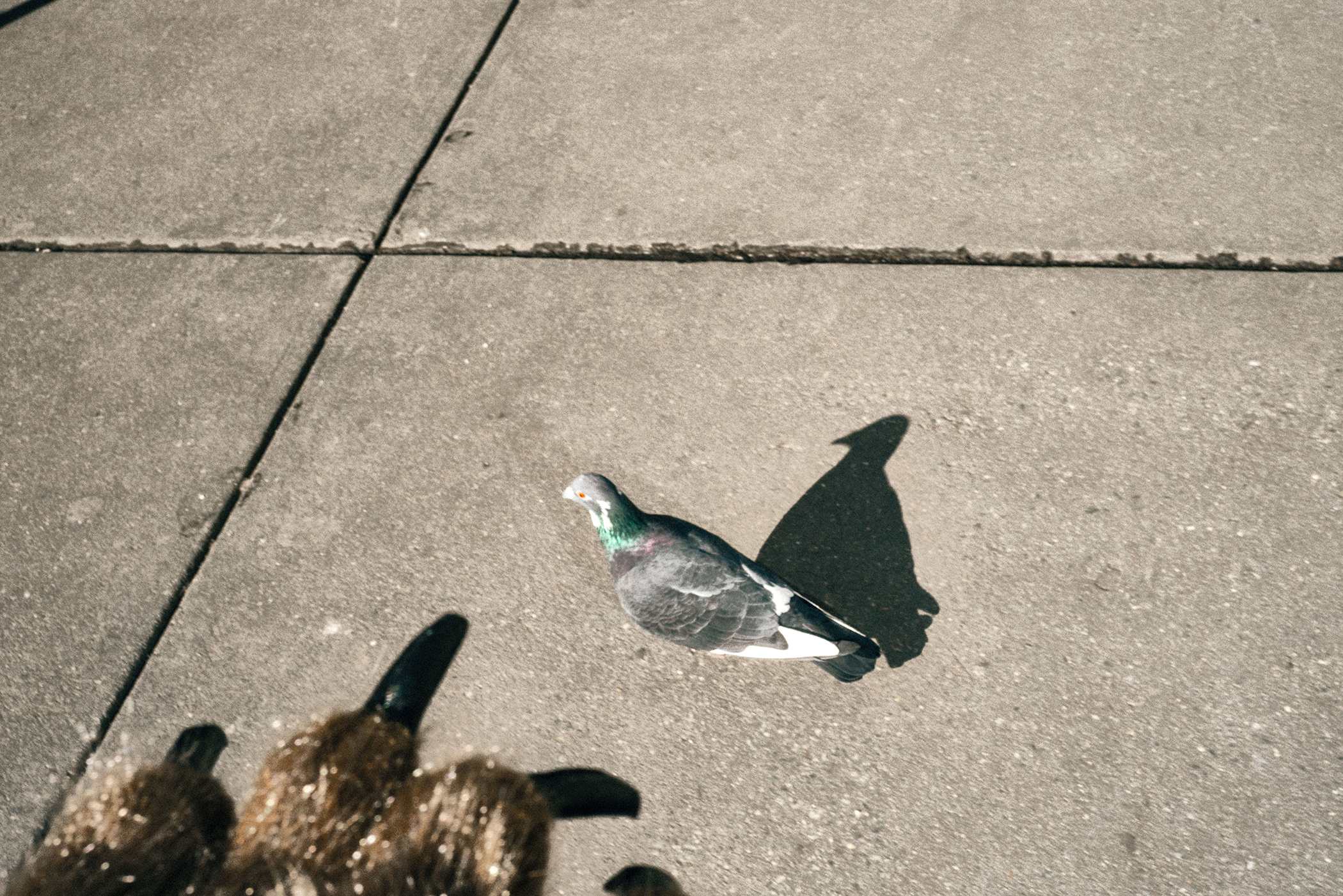 1582790361630-BearSuit_JulianMaster31