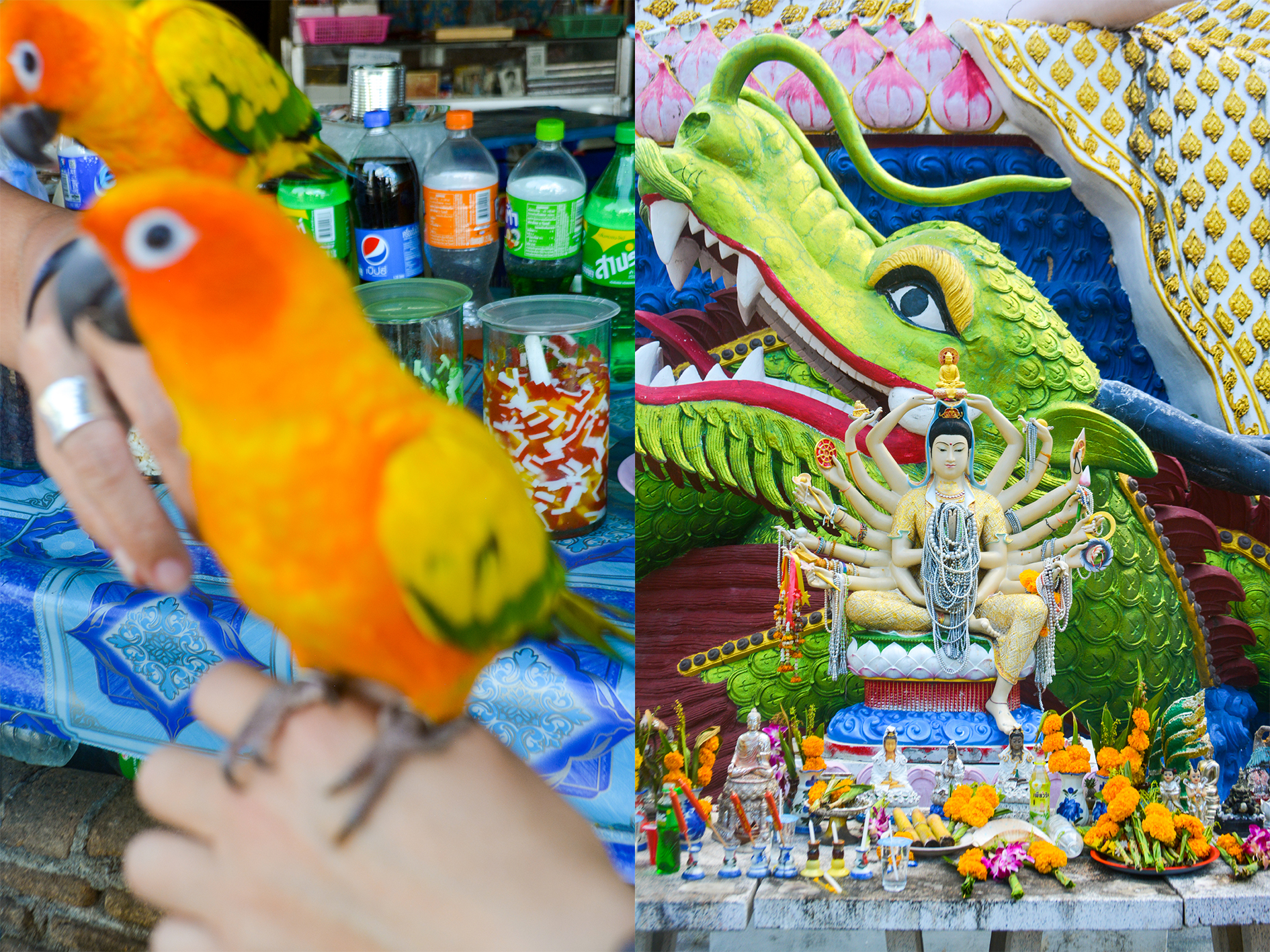 1583058870291-4-Left-Birds-at-Chiang-Rai-Market-_-Right-Phumdonming-at-Wat-Plai-Laem