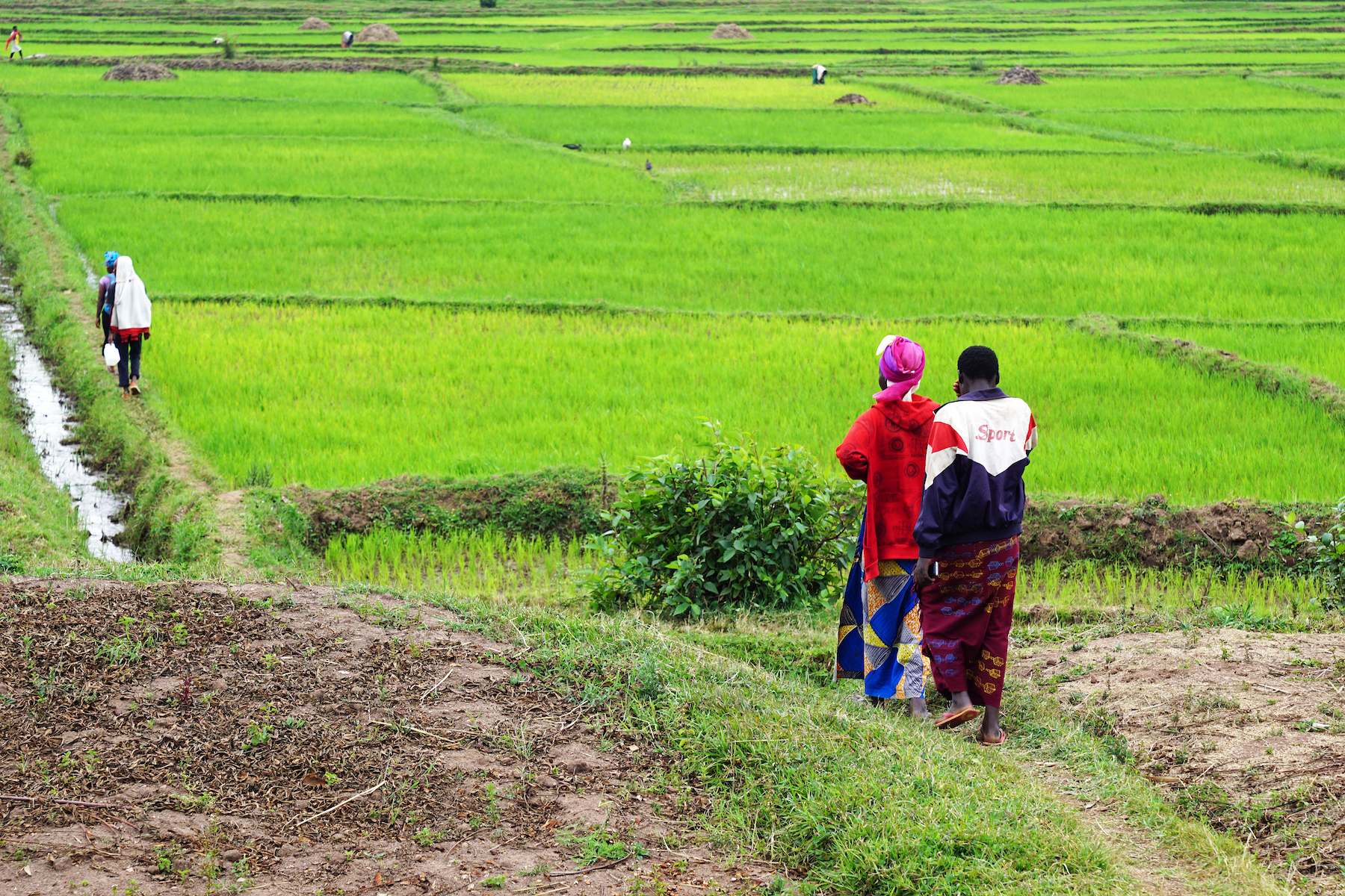 Nyirabashyitsi Esperance walking onto the rice fields of the Muhanga District rice cooperative.