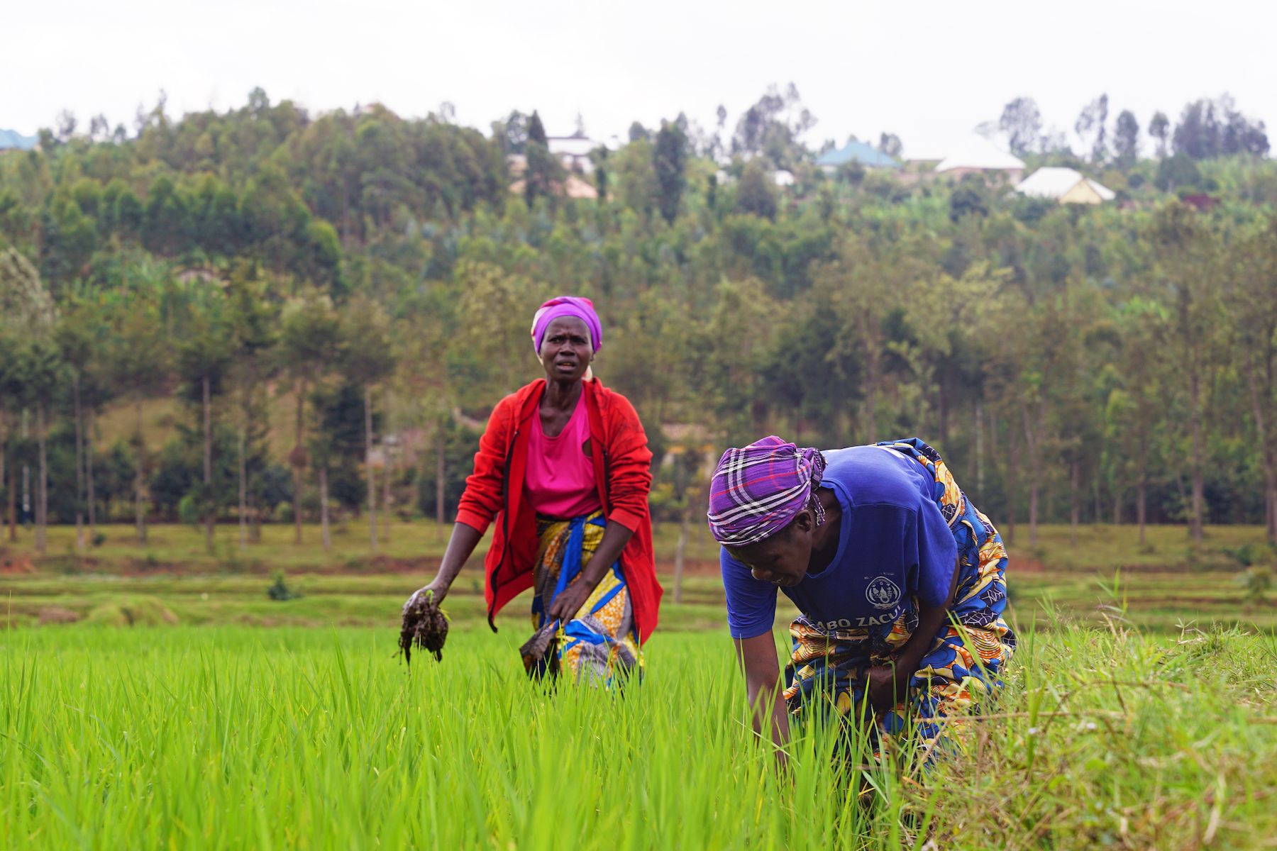 About 100,00 of Rwandese households are involved in rice cultivation. Esperance says locals don't have many other options.