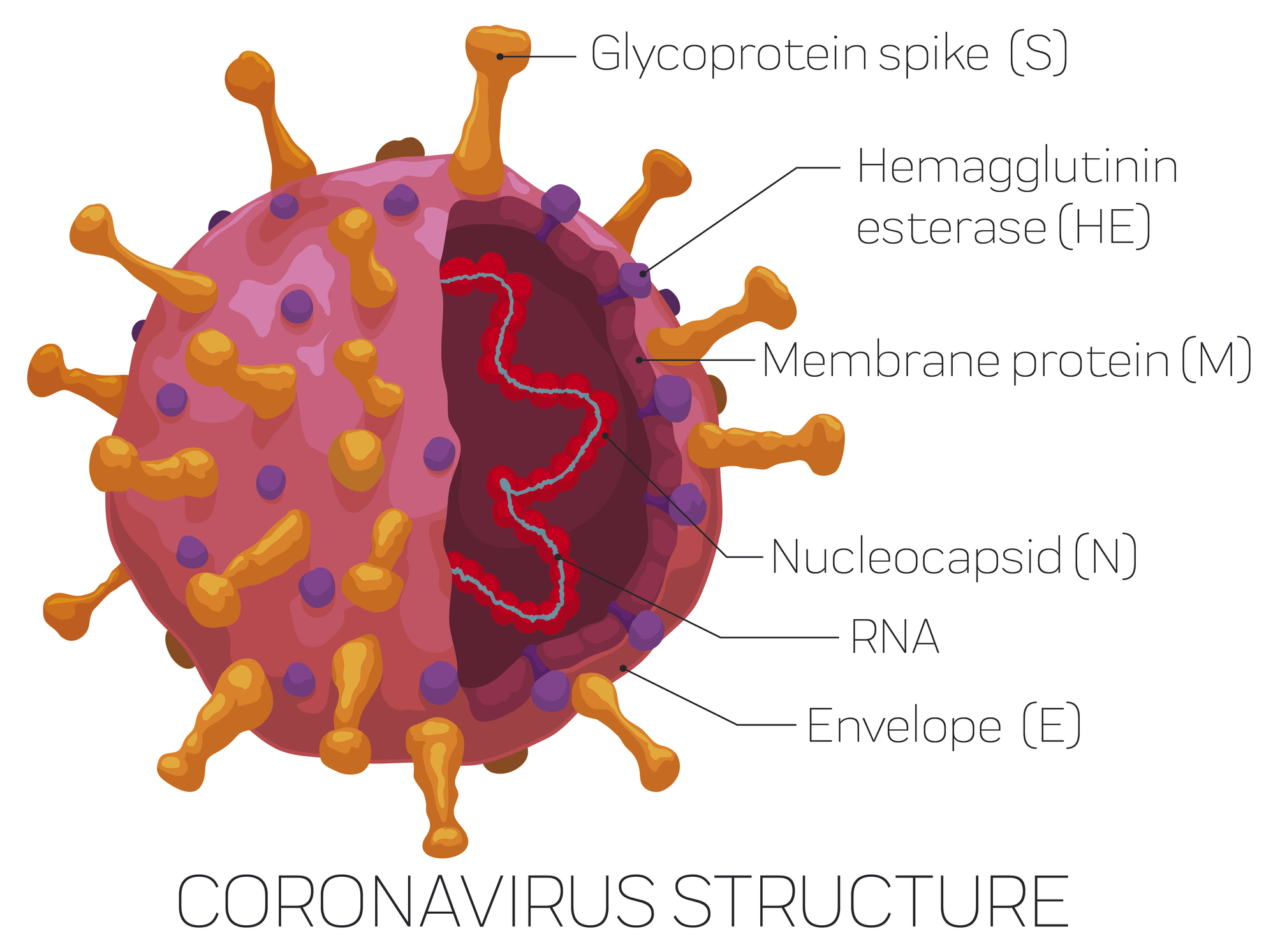 Coronavirus diagram
