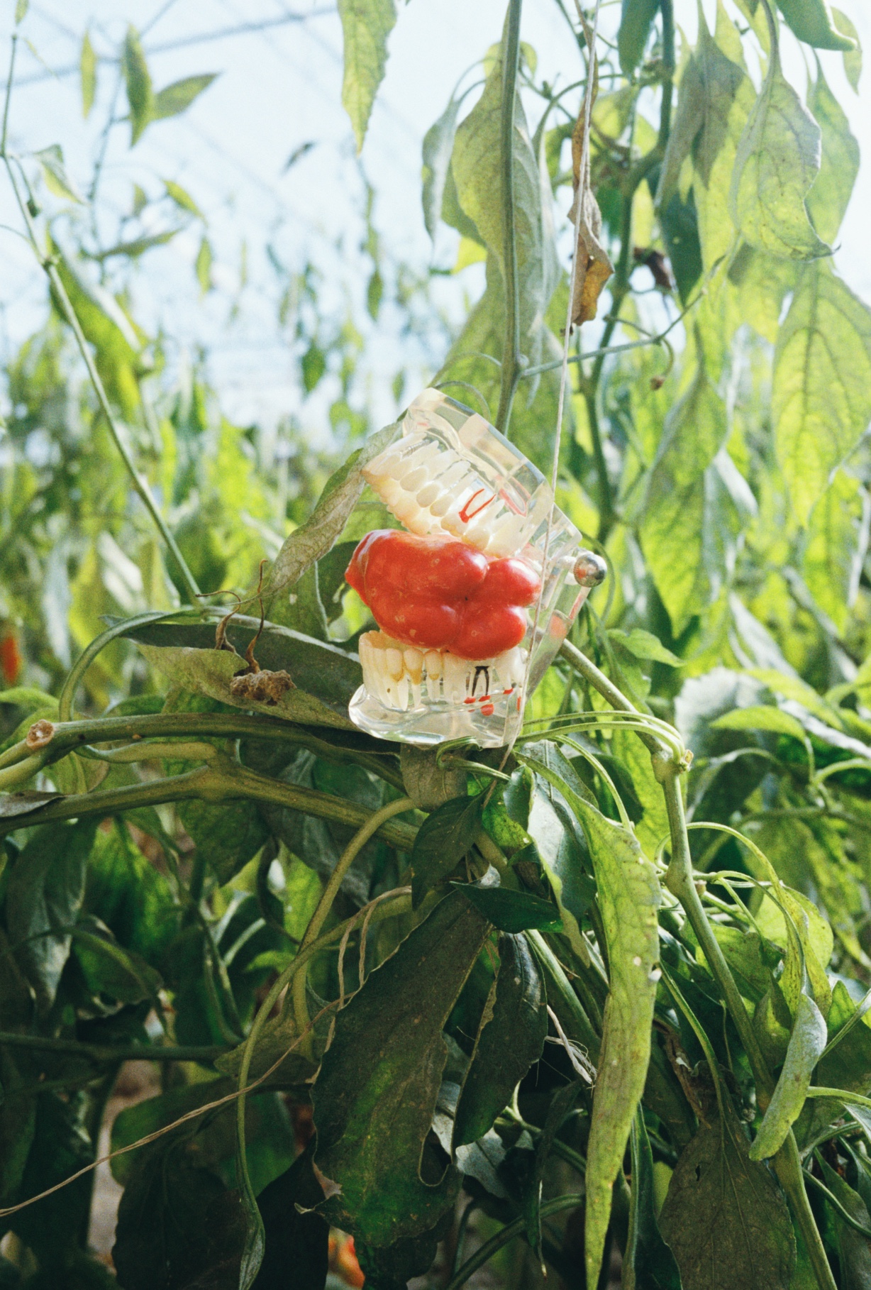 lin zhipeng no. 223 photography