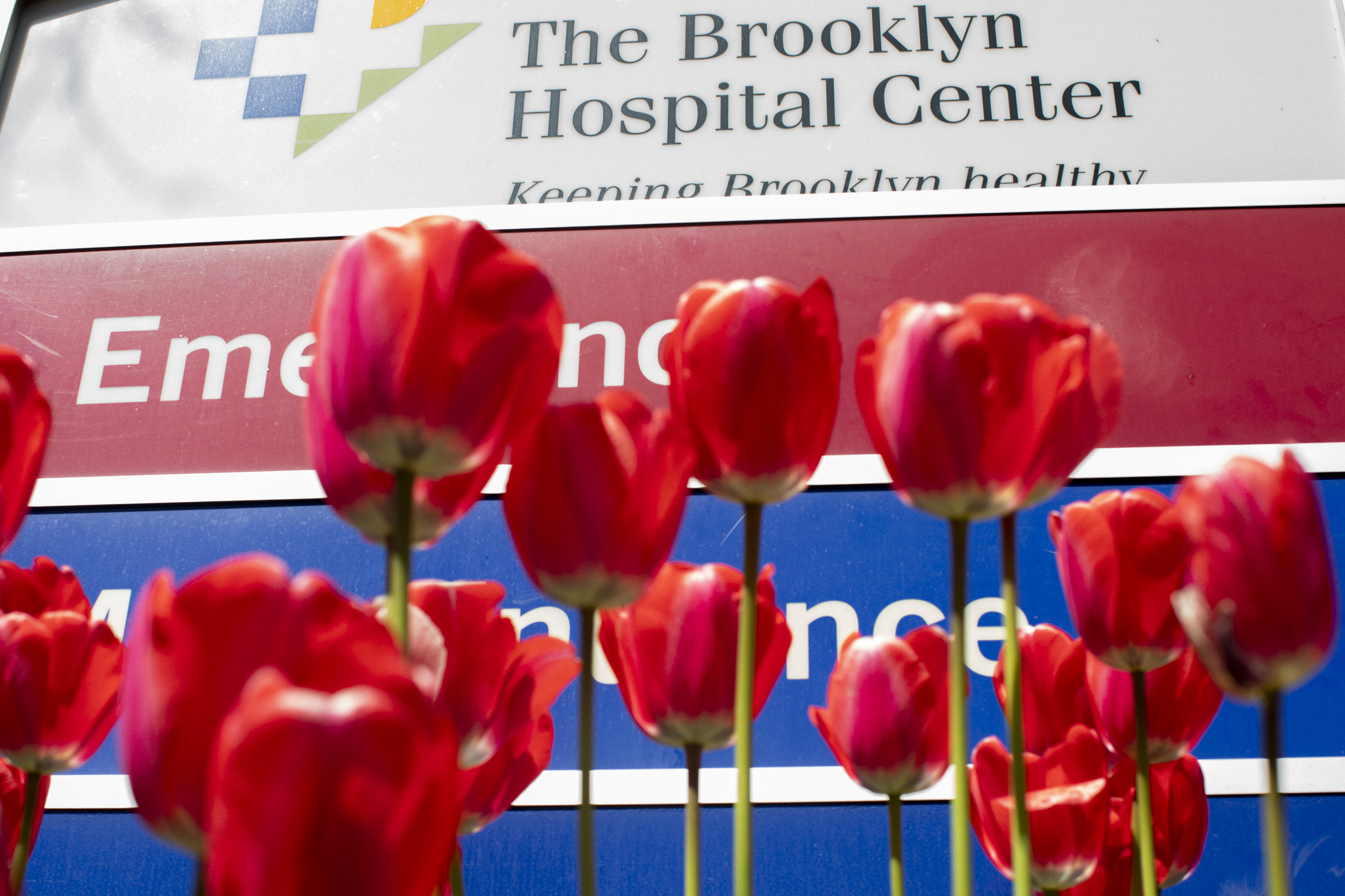 Tulips in front of the emergency room at the Brooklyn Hospital Center on Dekalb Avenue in Downtown Brooklyn. April 06, 2020