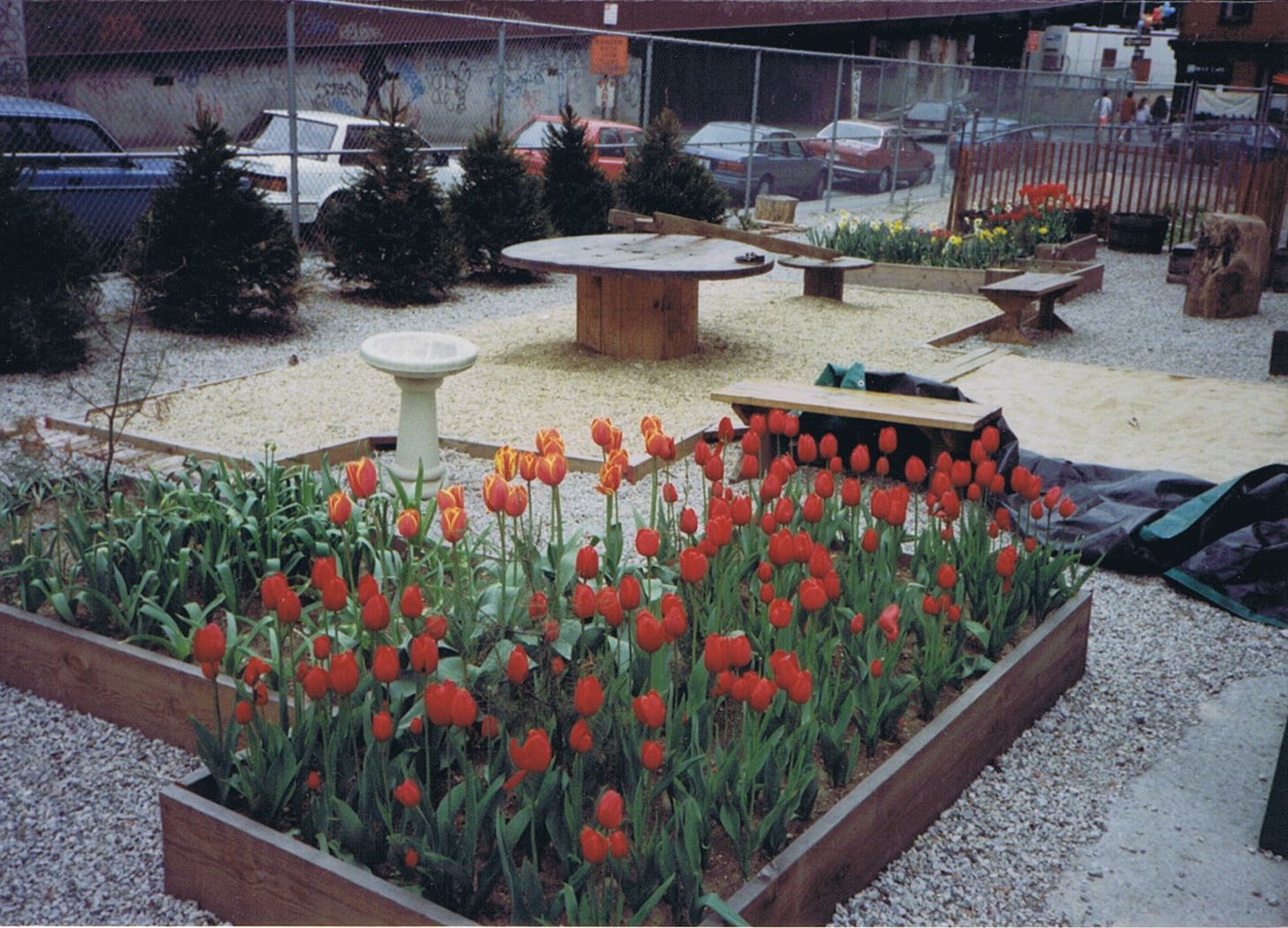 Tulips and Seaport trees