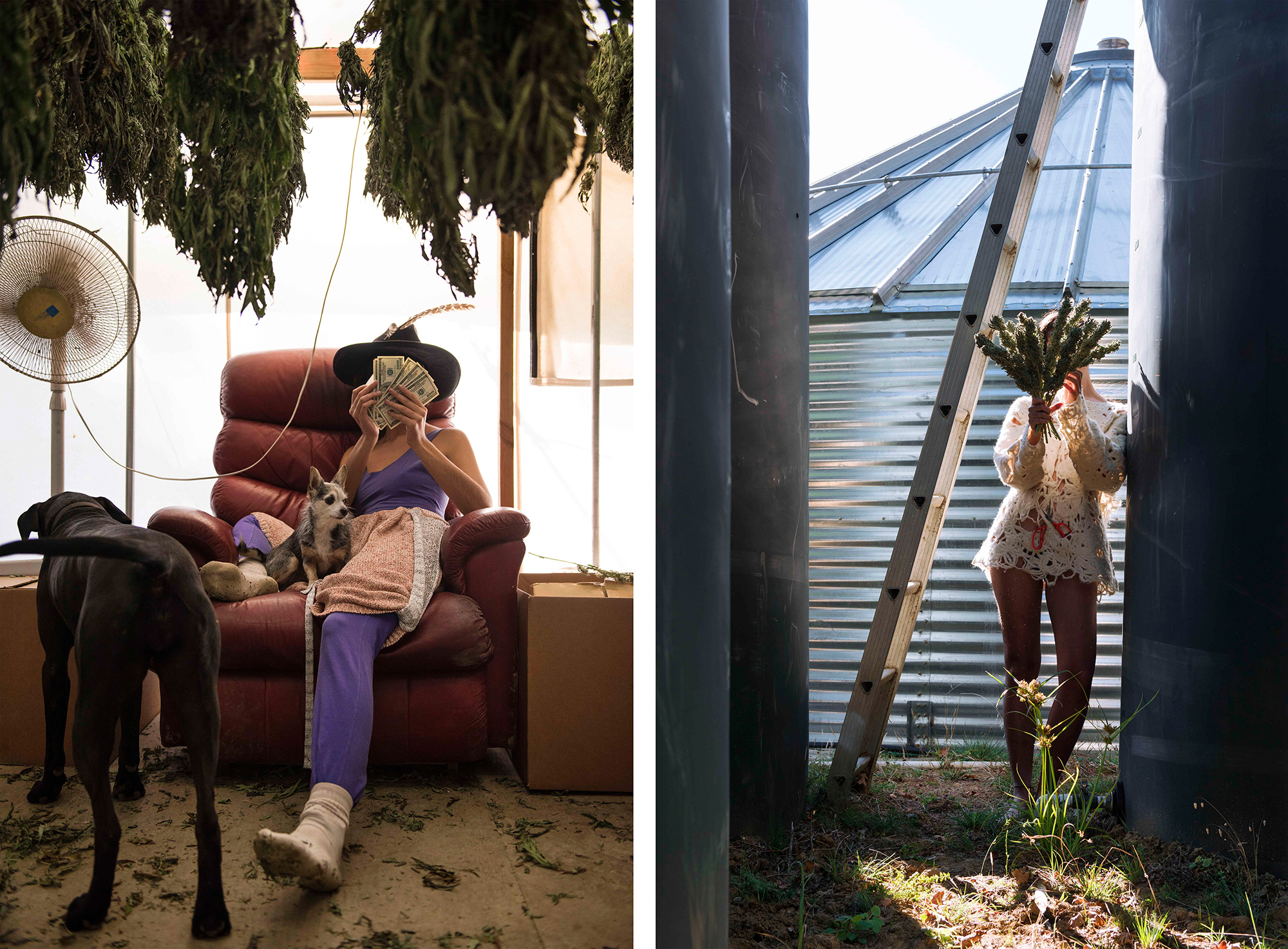 coltivazione cannabis emerald triangle california