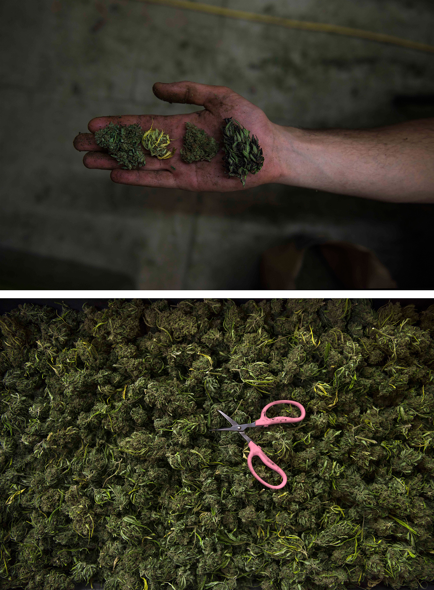 coltivazione cannabis emerald triangle california