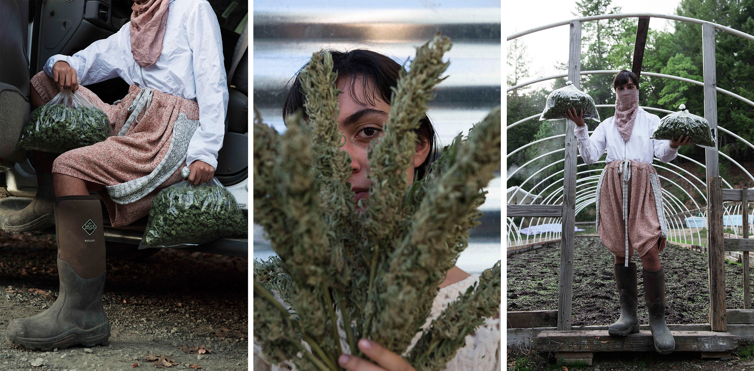 coltivazione cannabis emerald triangle california