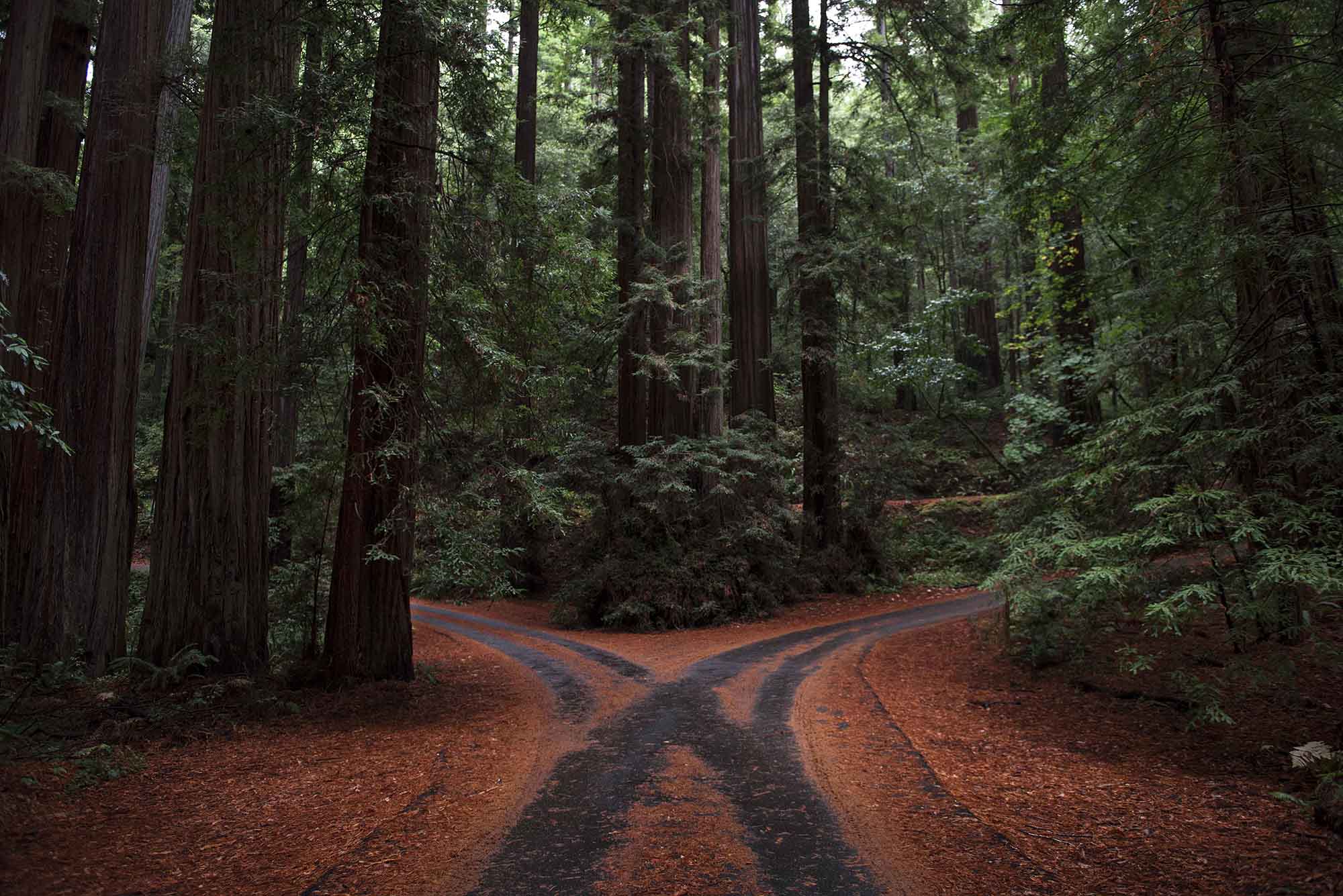 coltivazione cannabis emerald triangle california