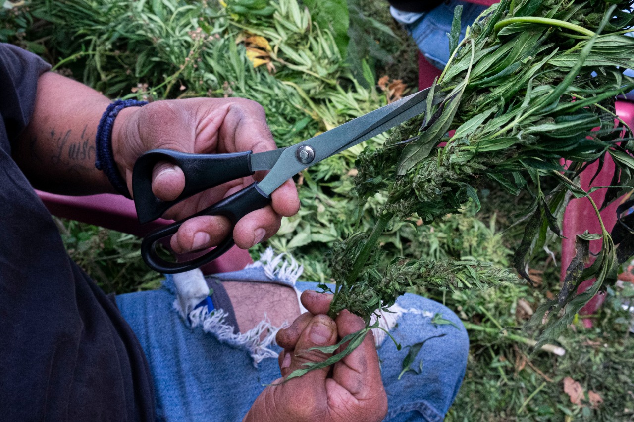 Marihuana tijeras en mano