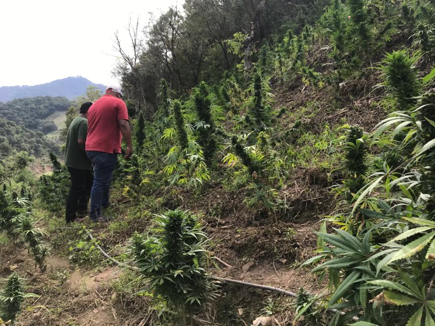 cultivo marihuana méxico