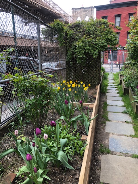 The garden shot in April of 2020, tulips blooming