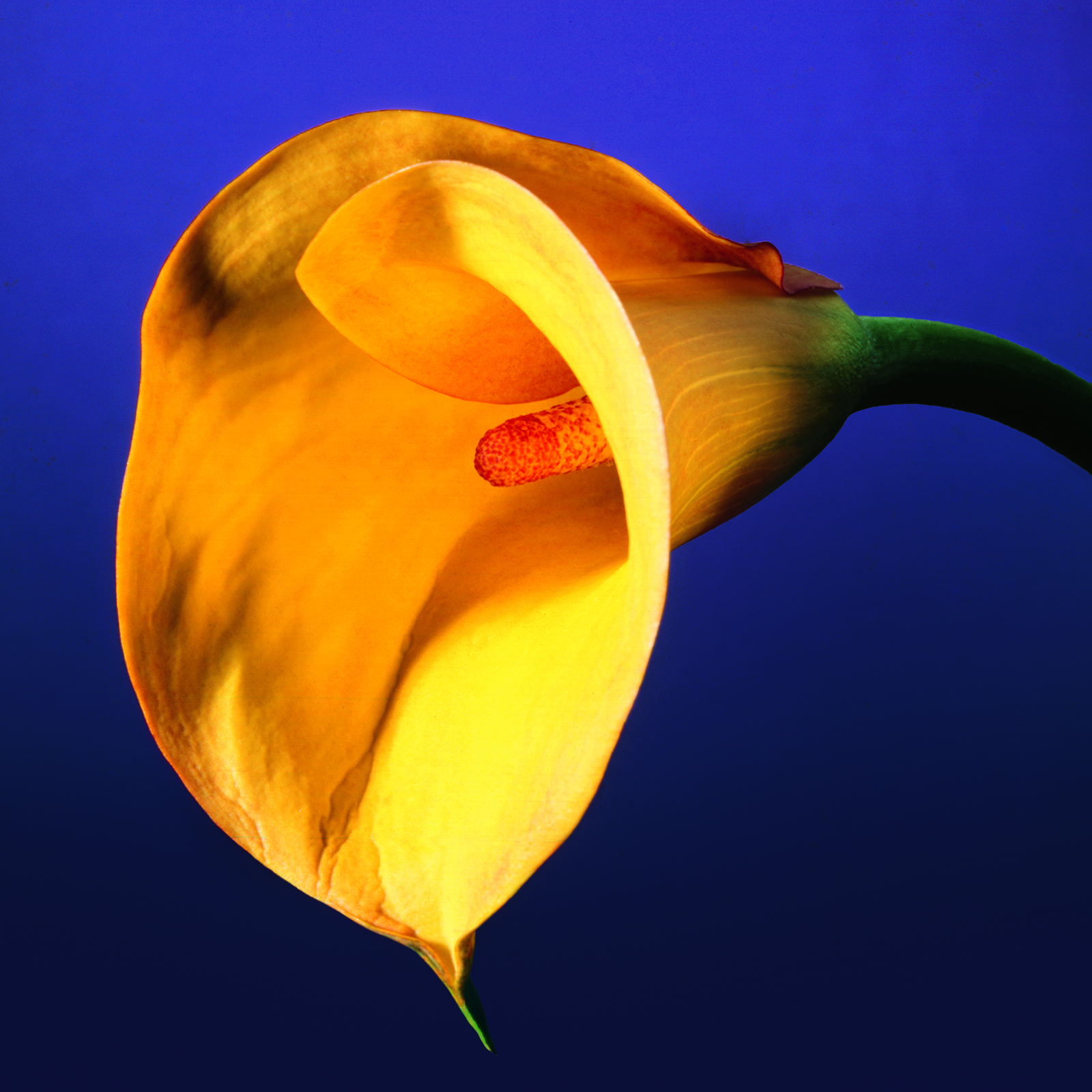 1588754874987-275-Calla-Lily