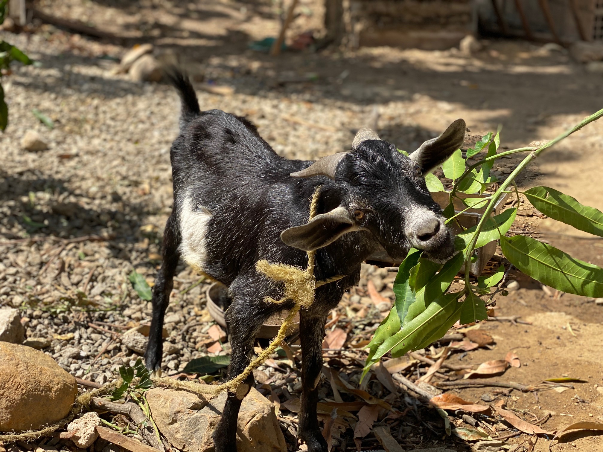 Cabrito huerto comunitario La Minka