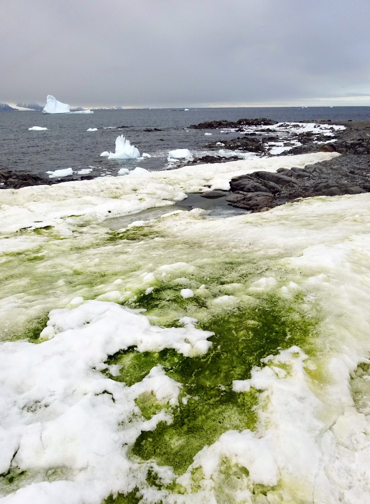 algae bloom in Antarctica