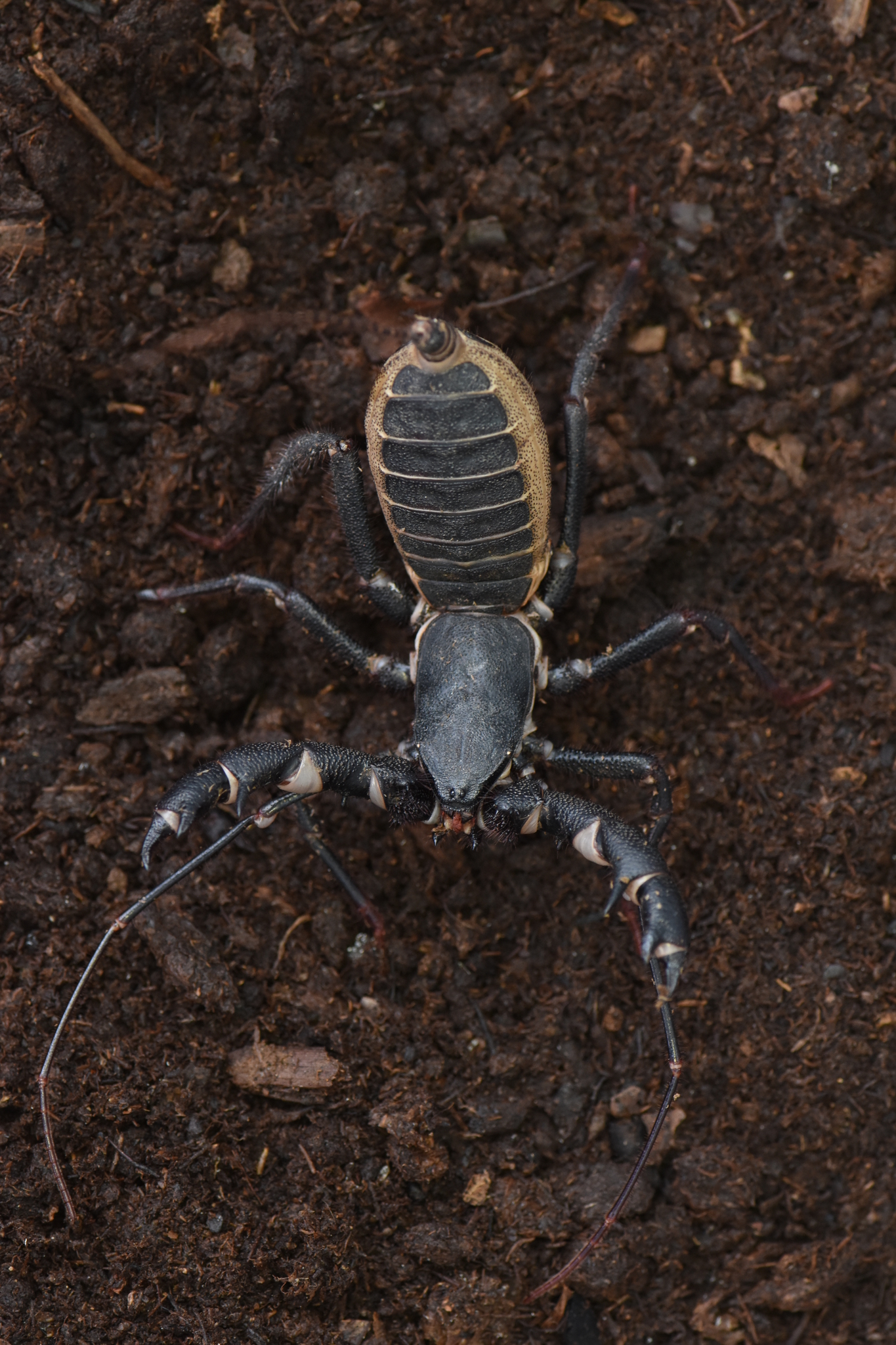 Vinagrillo-Mastigoproctus-giganteus