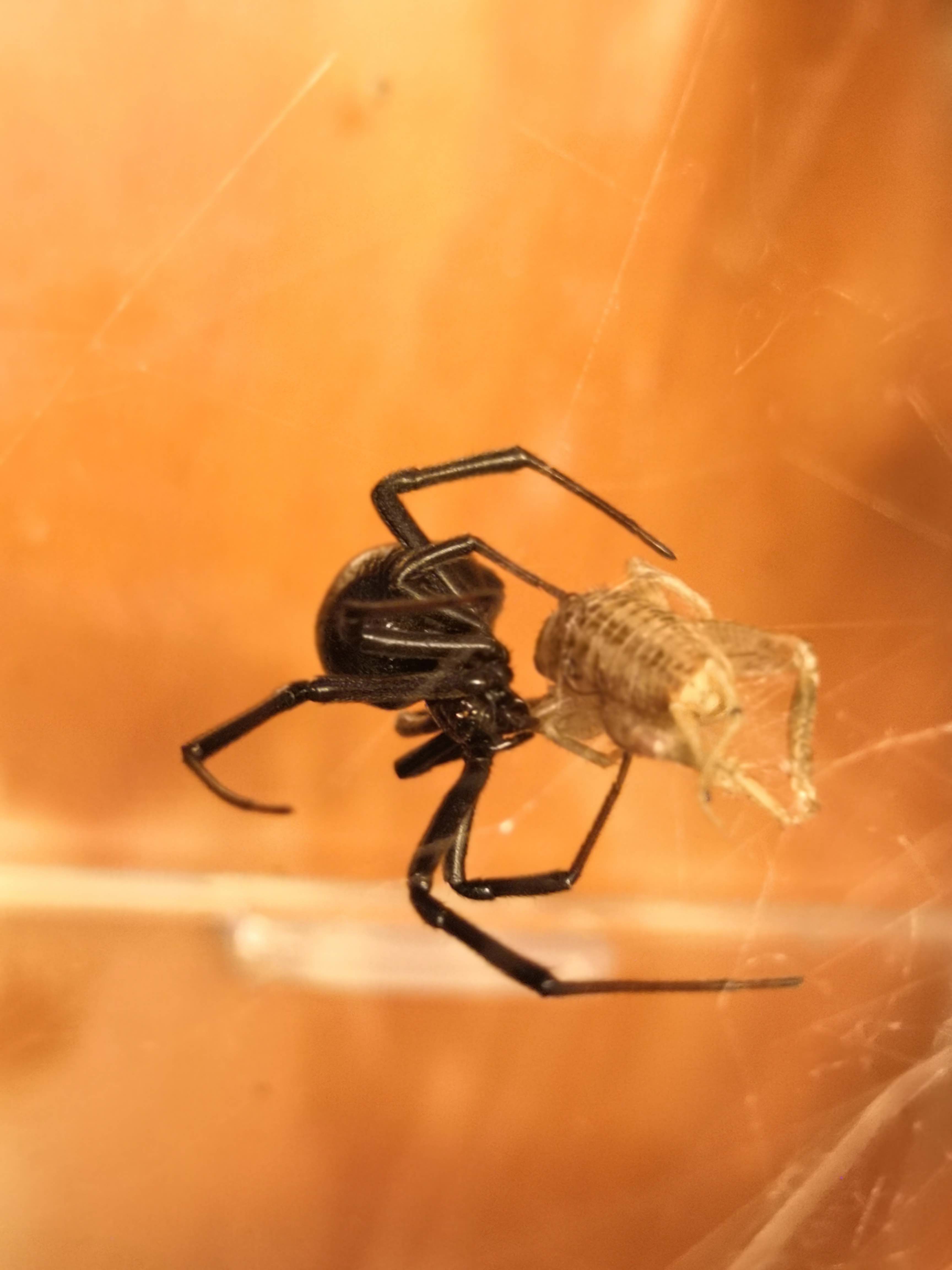 Viuda-negra-Latrodectus-mactans