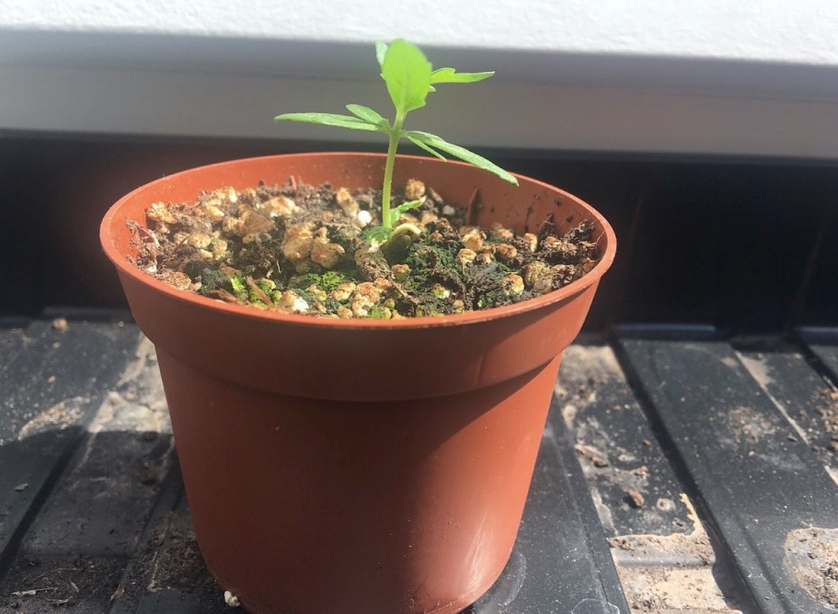 les gens cultivent leur herbe pendant la pandémie de confinement