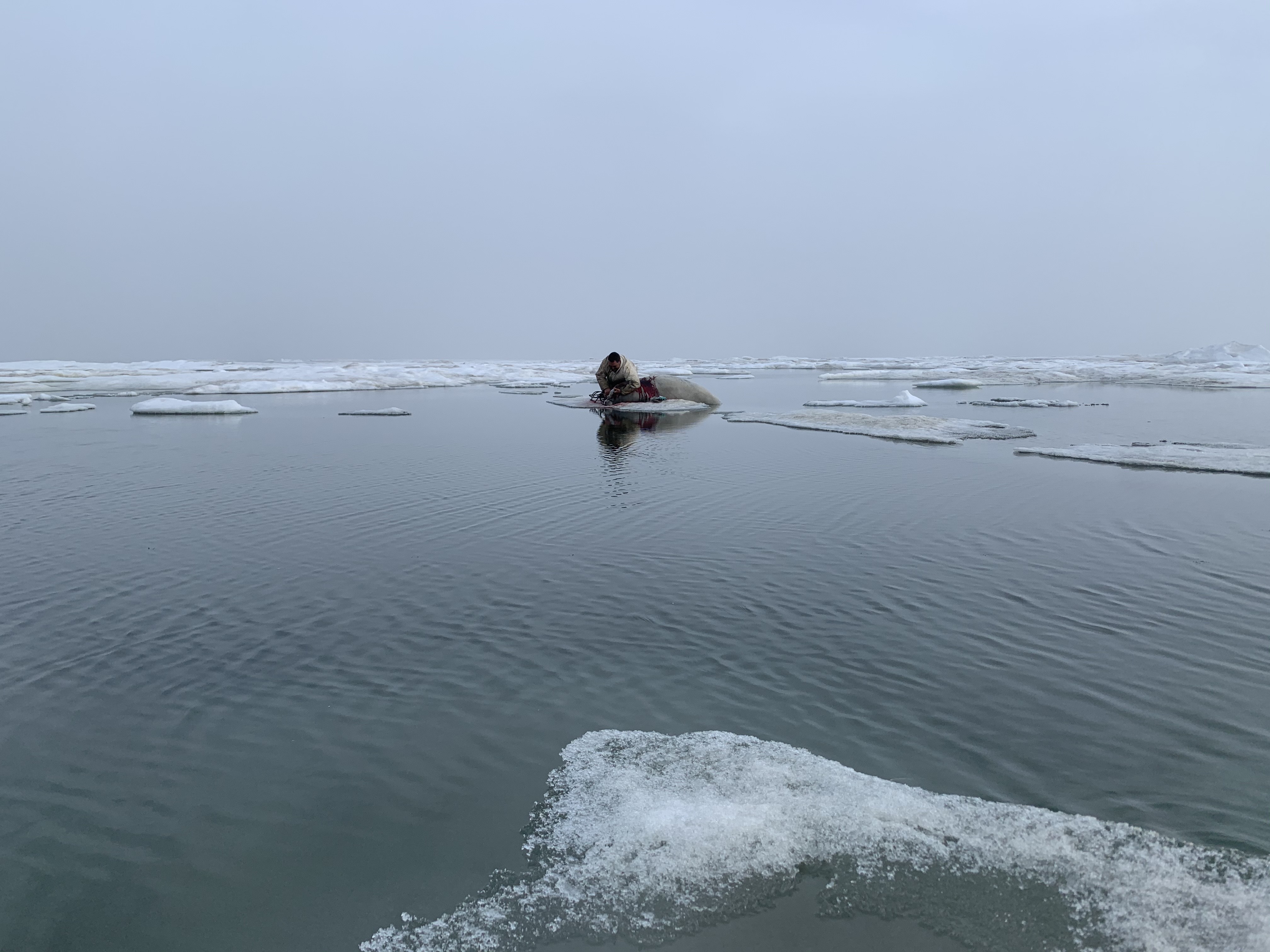 Kramer on thin ice trying to rope the seal to pull it to thicker ice.